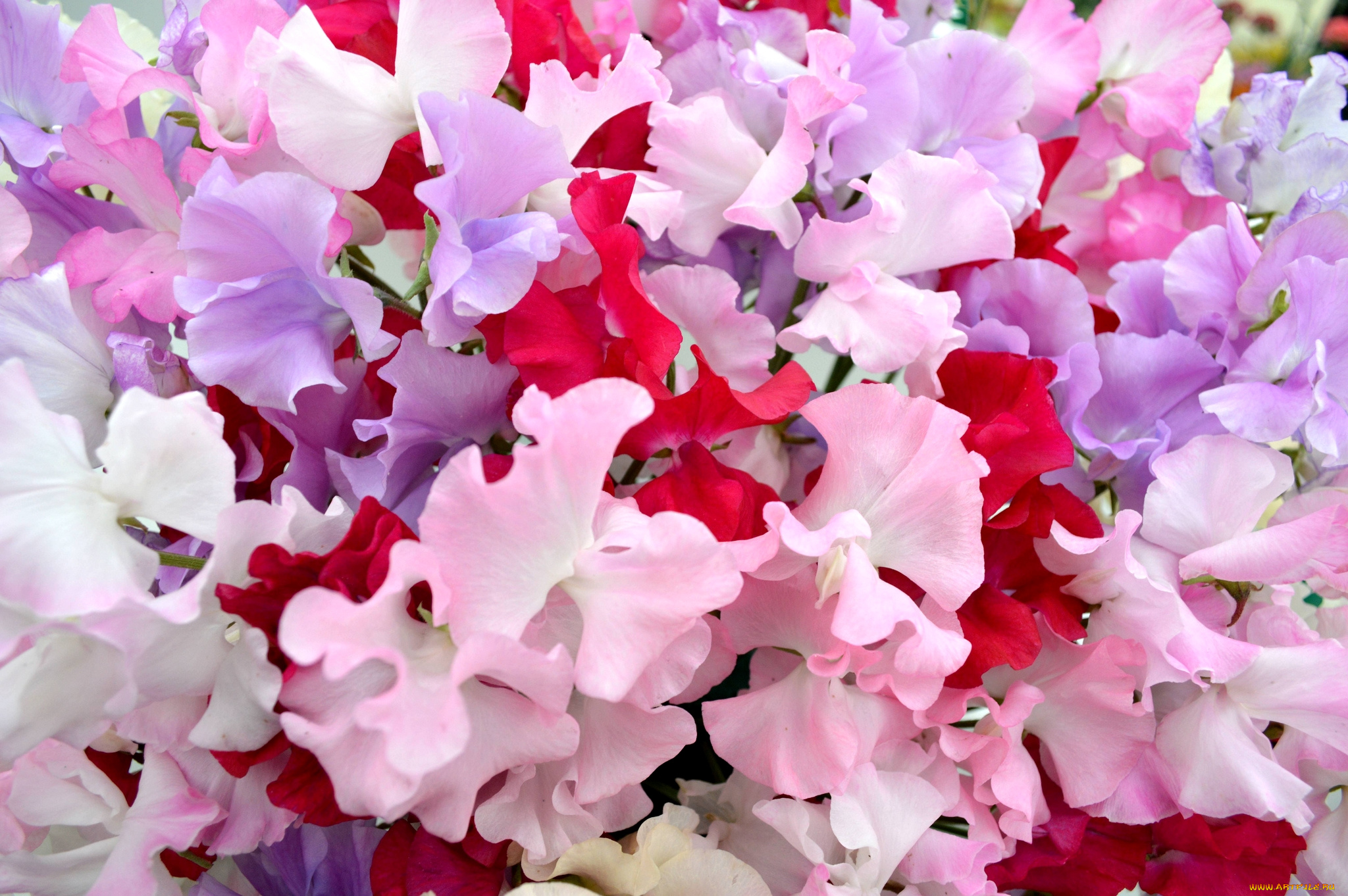 цветы, душистый, горошек, розовый