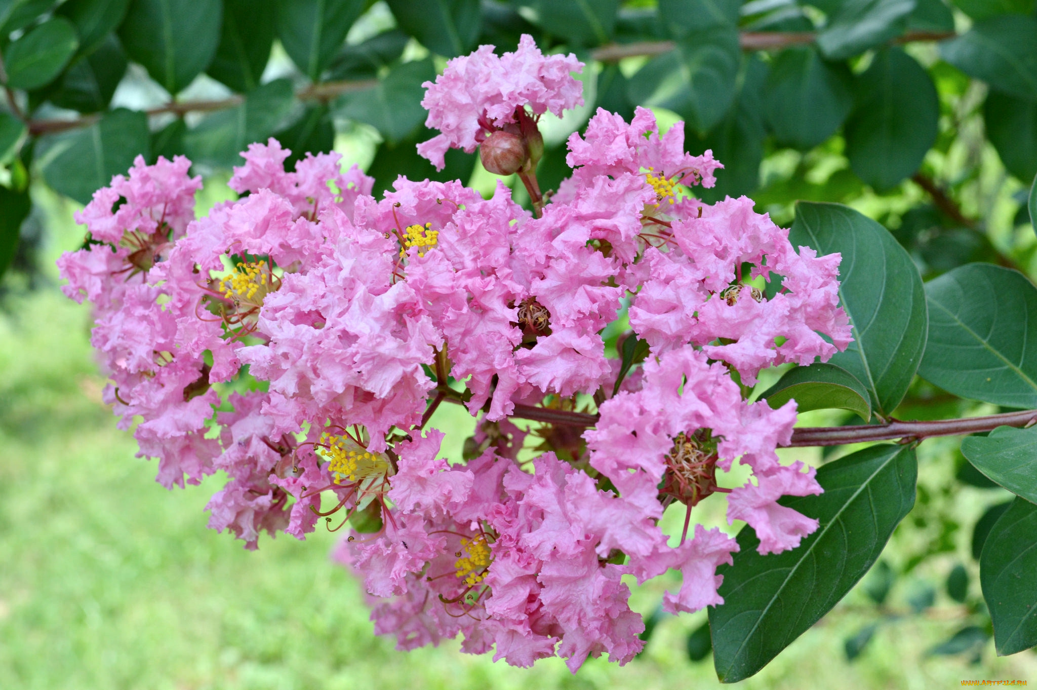 цветы, лагерстрёмия, , индийская, сирень, розовый
