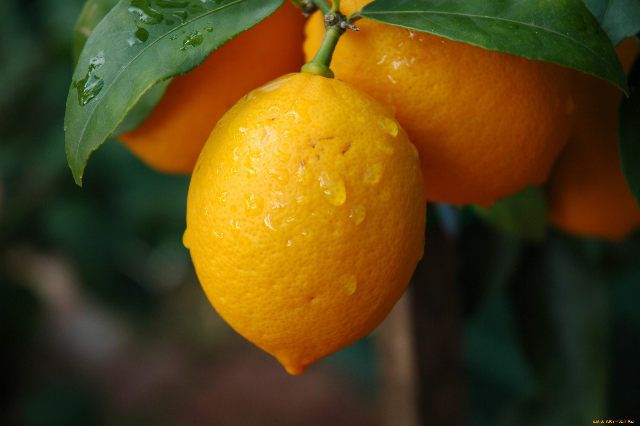 природа, плоды, лимон, листья, ветки, капельки, плод