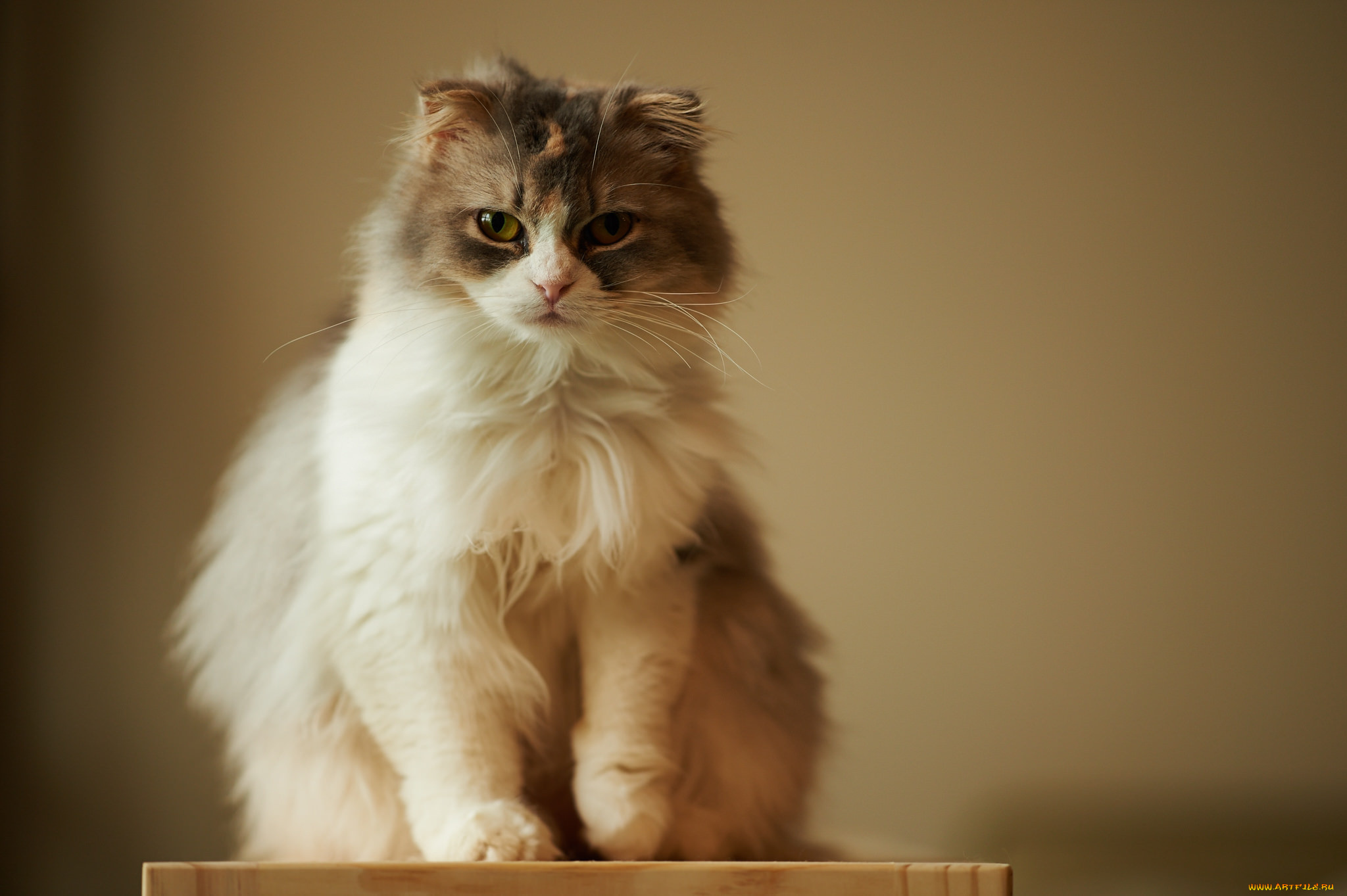 животные, коты, взгляд, пушистая, кошка, фон