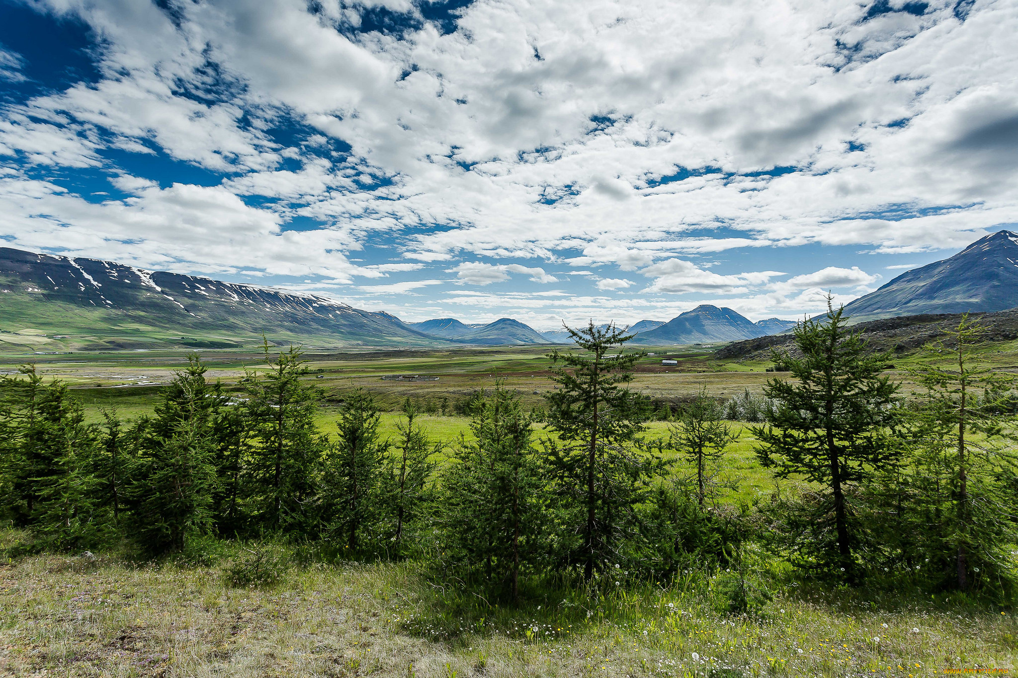 природа, пейзажи, ели, равнина, горы