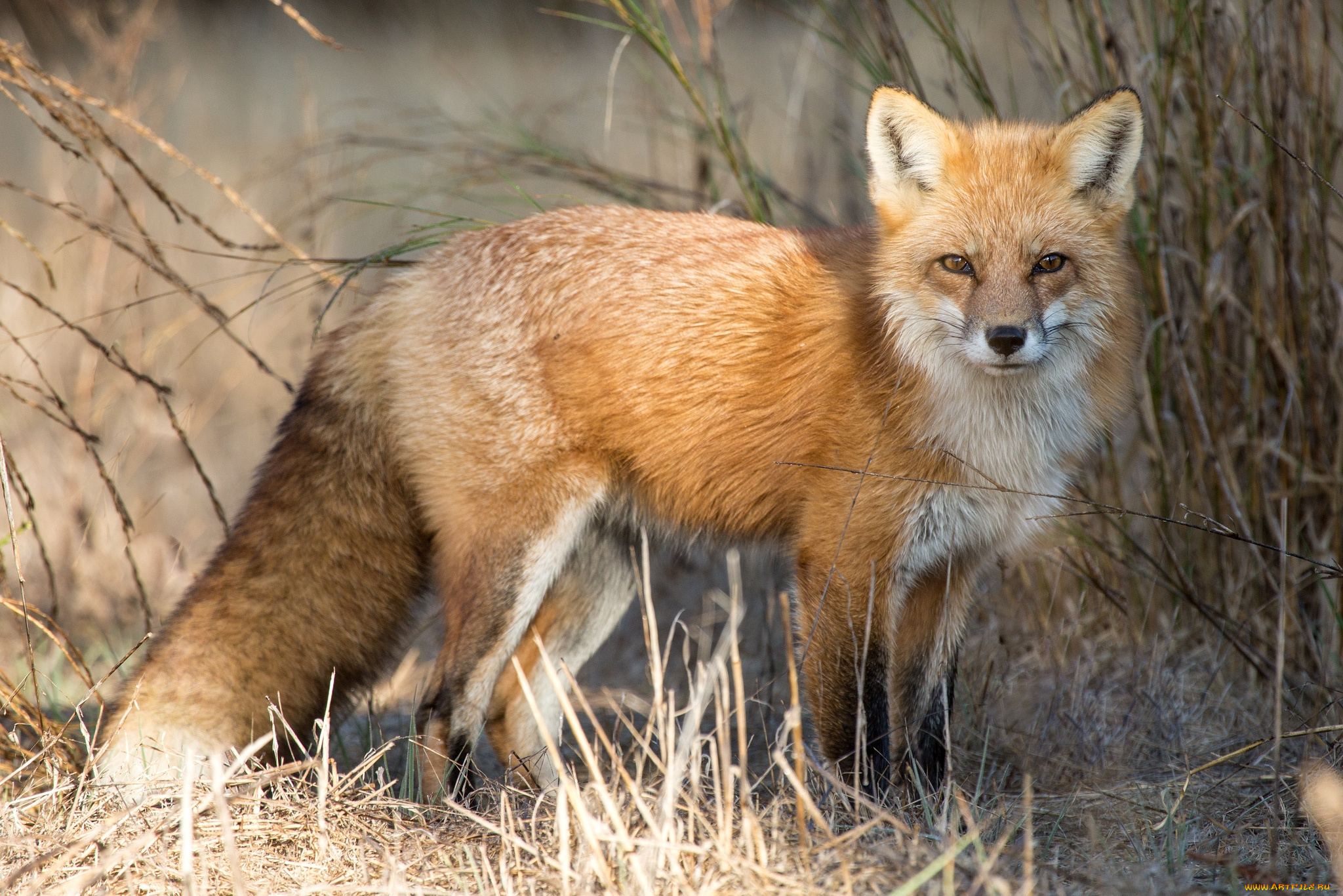животные, лисы, рыжая
