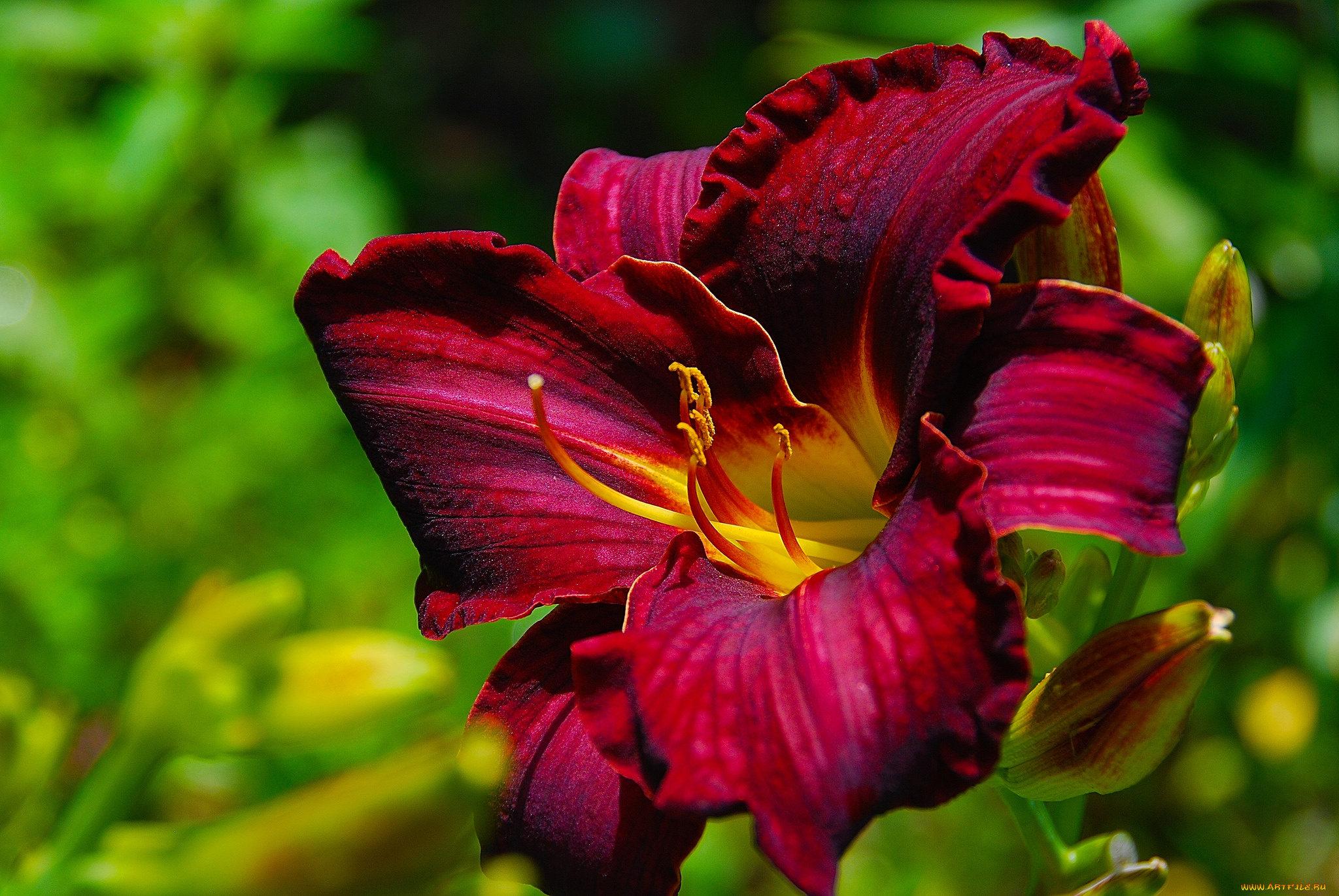 цветы, лилии, , лилейники, макро