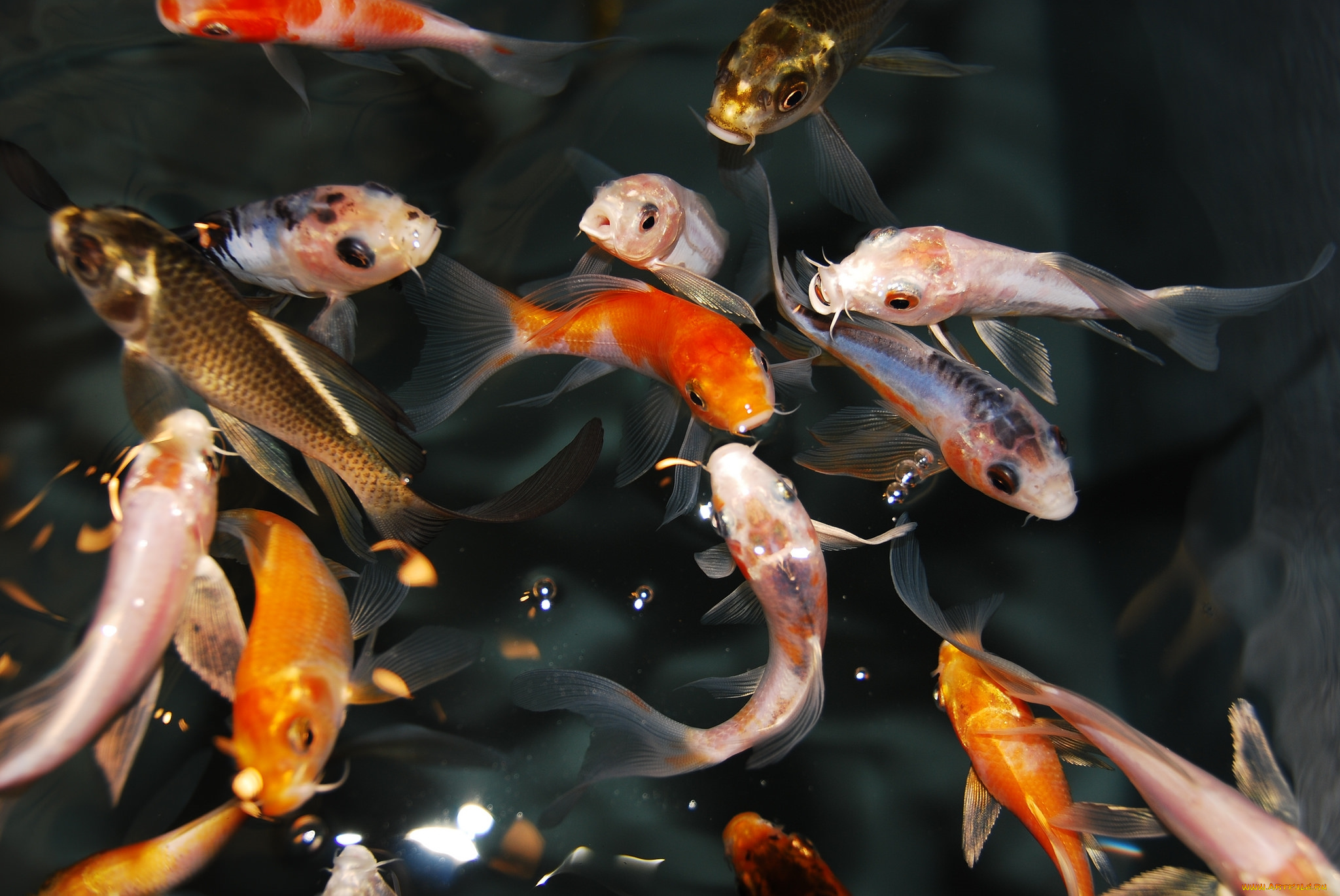 животные, рыбы, кои