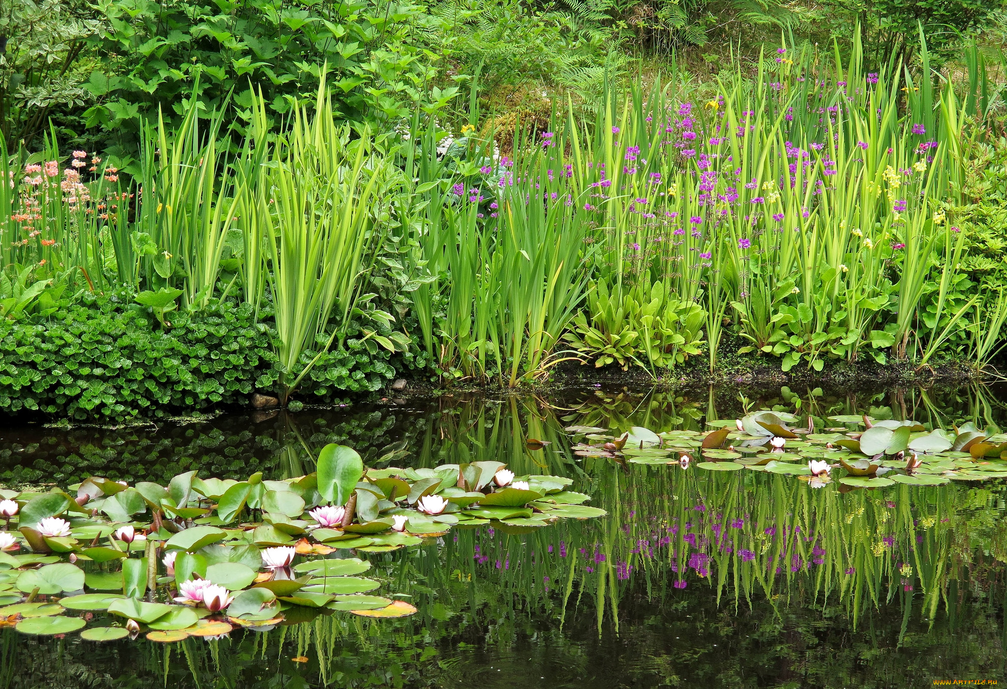 цветы, разные, вместе, ирисы, лилии, пруд
