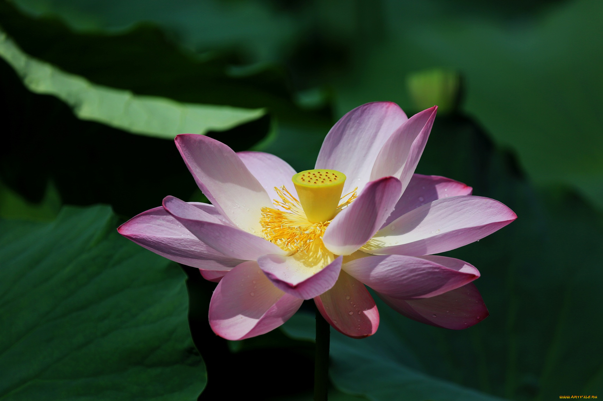 цветы, лотосы, лепестки