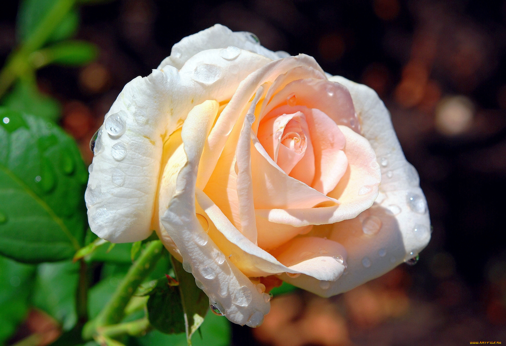 цветы, розы, нежность