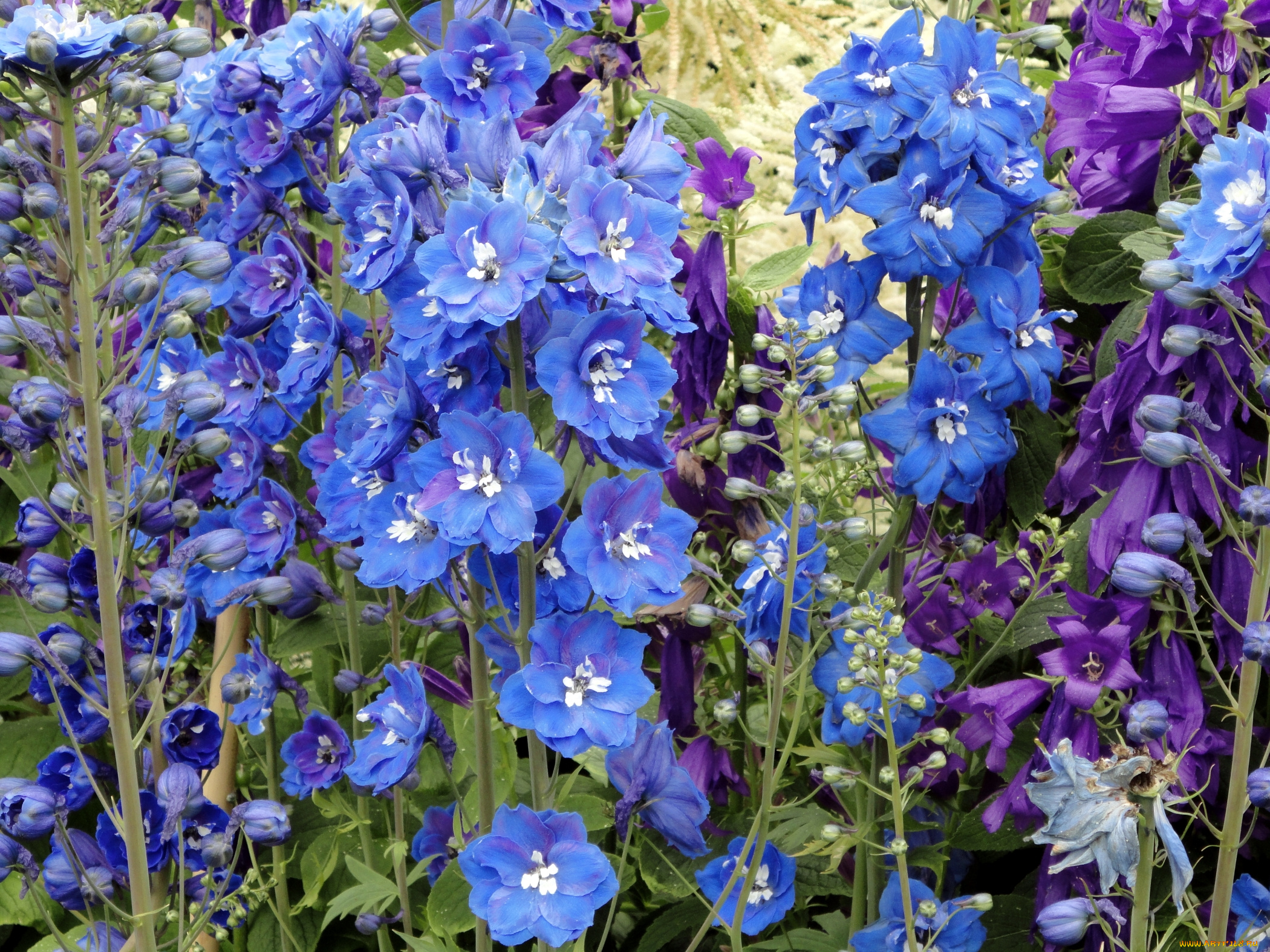цветы, дельфиниум, синий