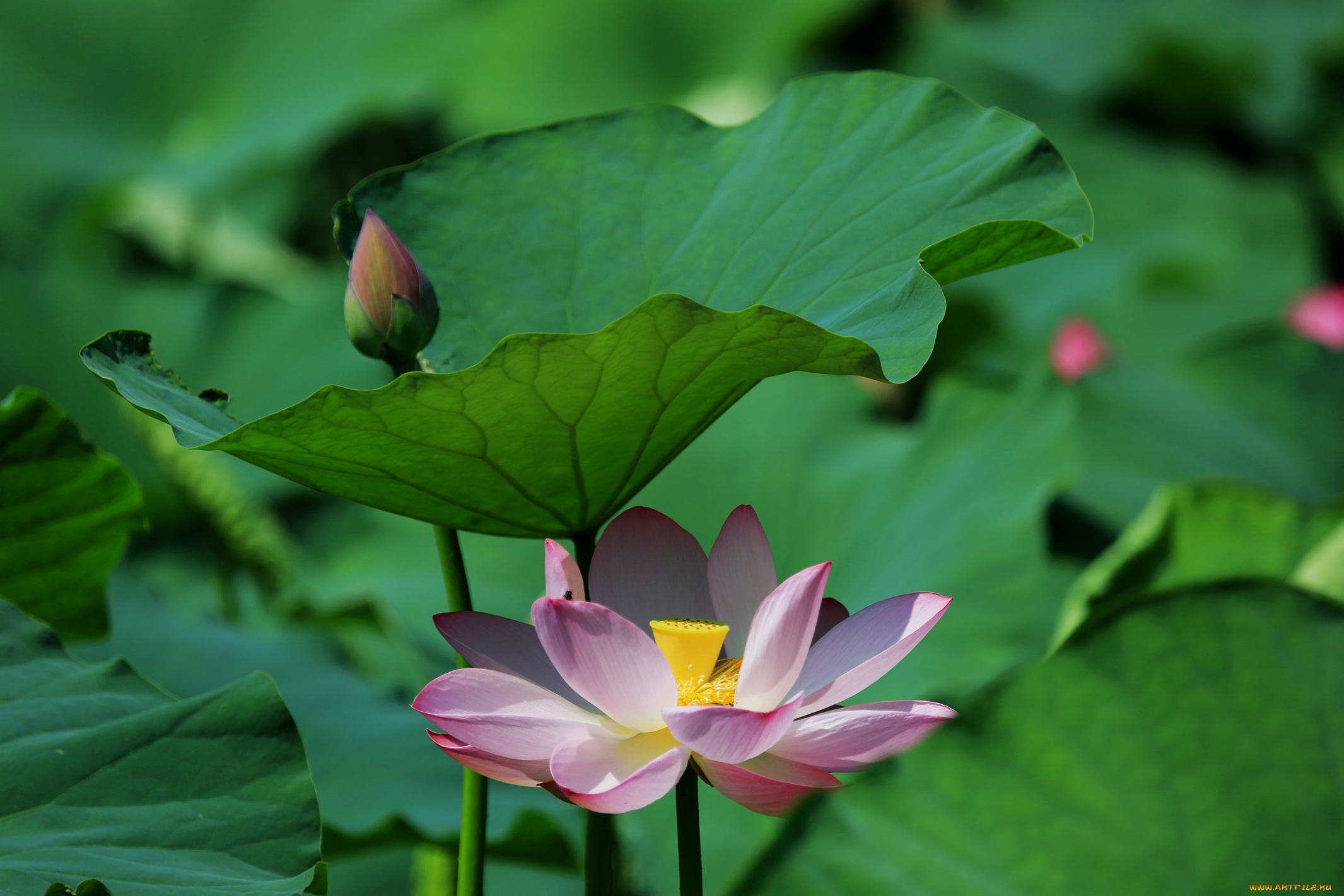 цветы, лотосы, лепестки