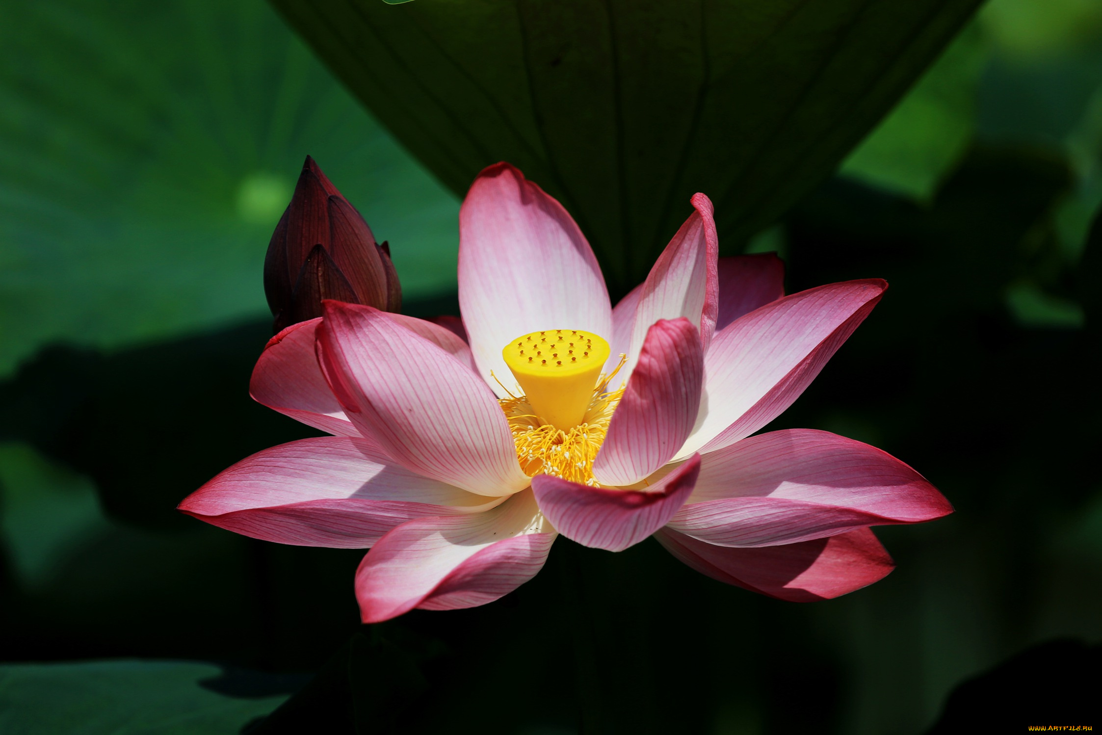 цветы, лотосы, лепестки