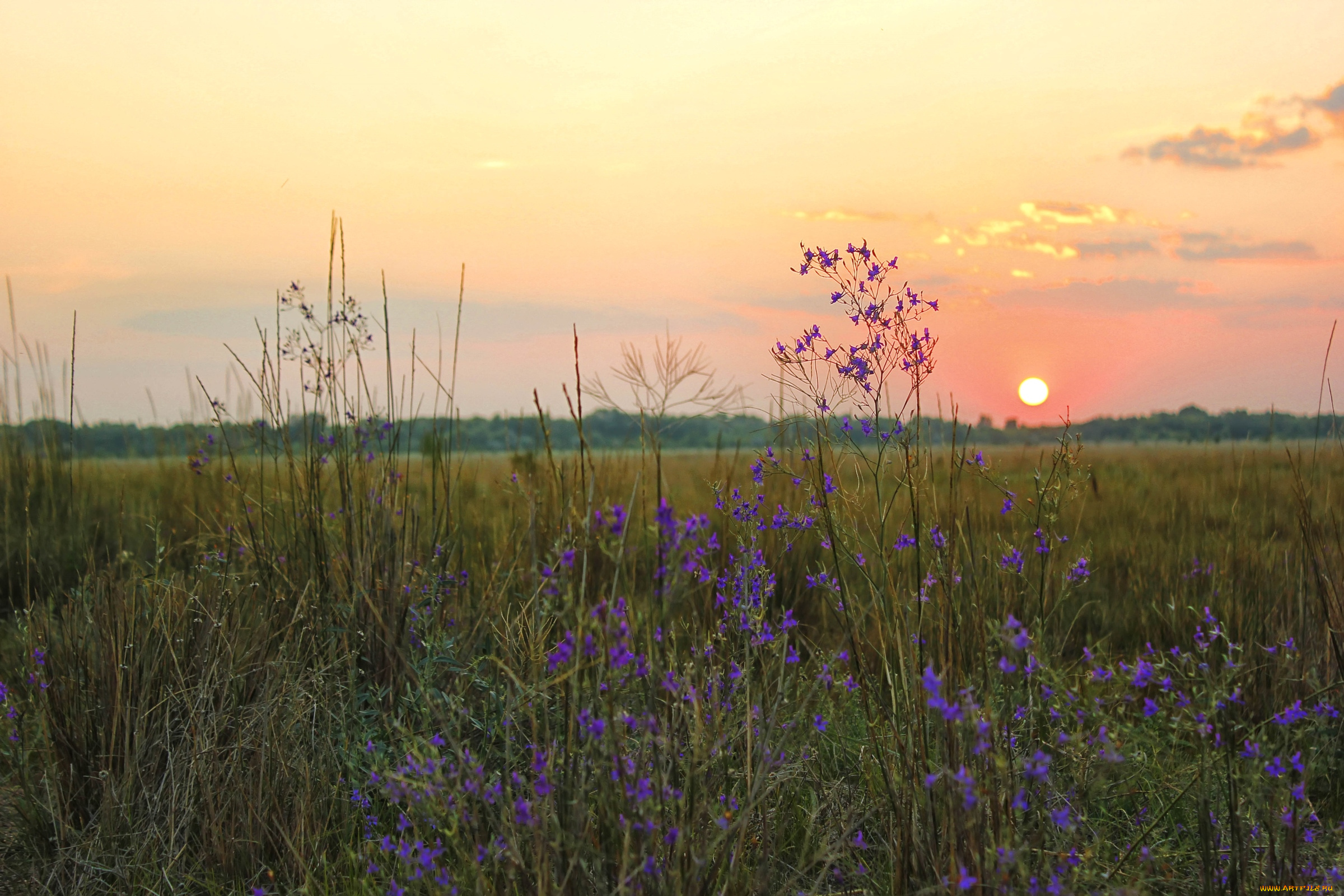 природа, восходы, закаты, луг, солнце