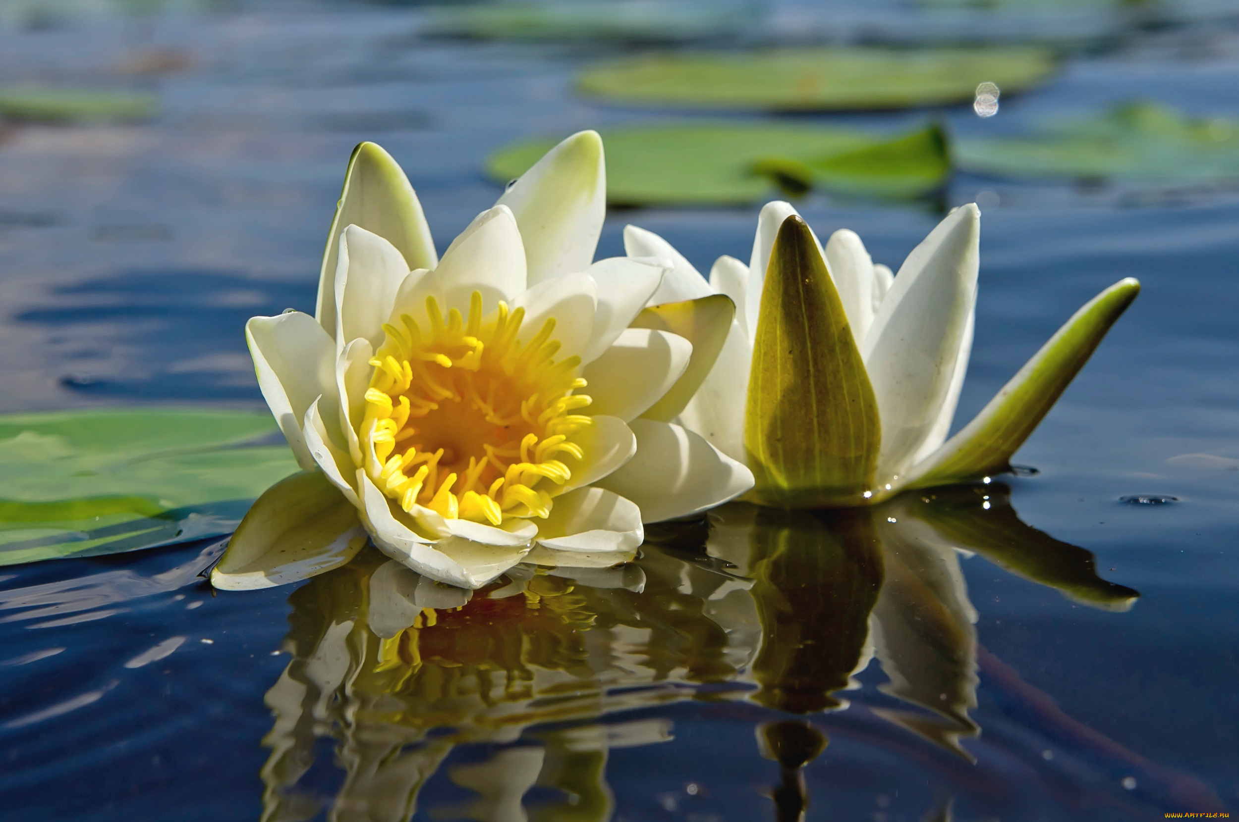 цветы, лилии, водяные, , нимфеи, , кувшинки, пара