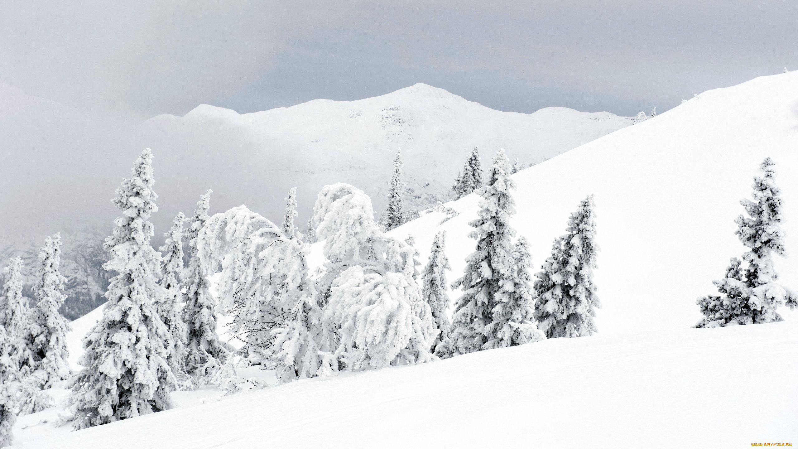 природа, зима, снег, деревья