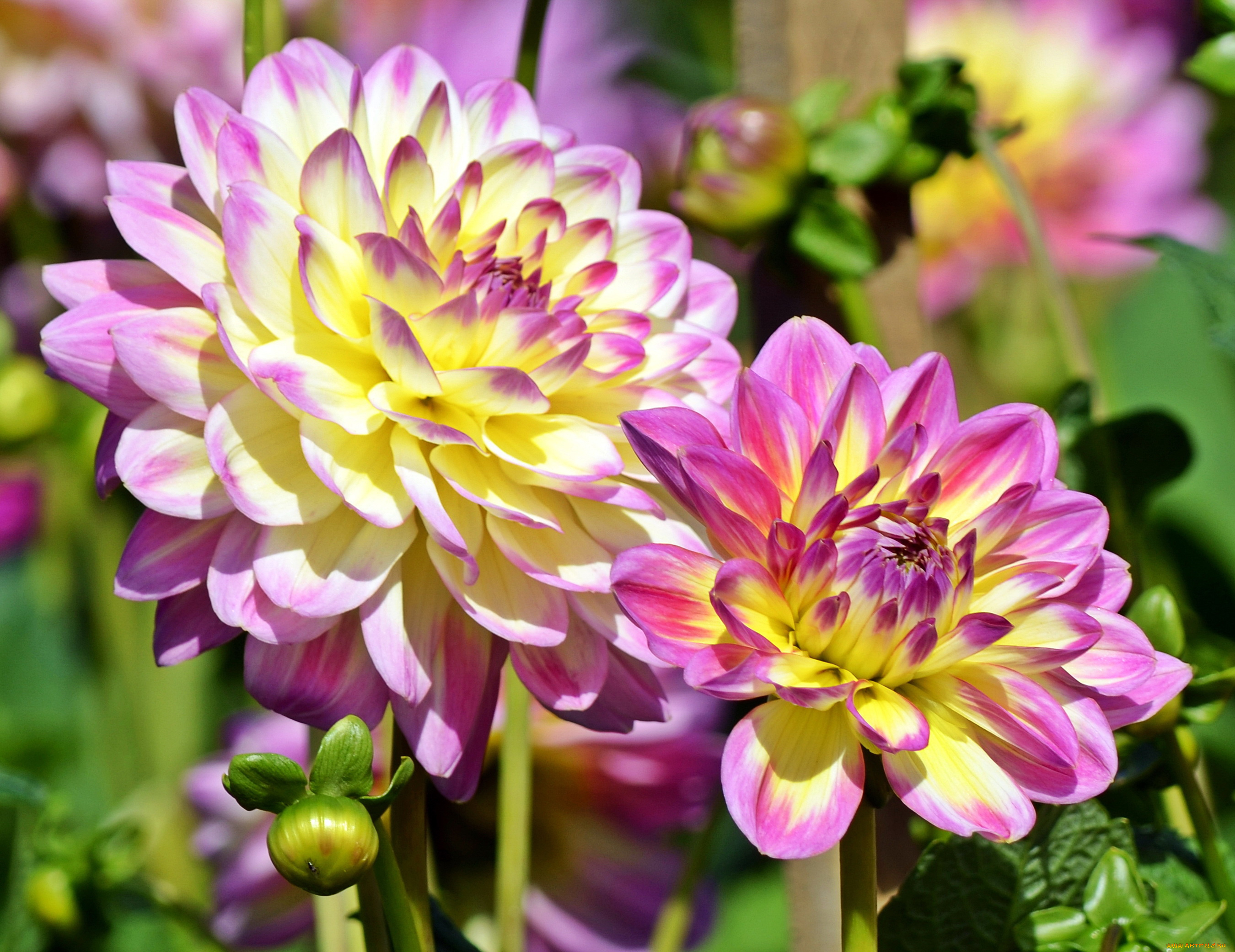 цветы, георгины, сад