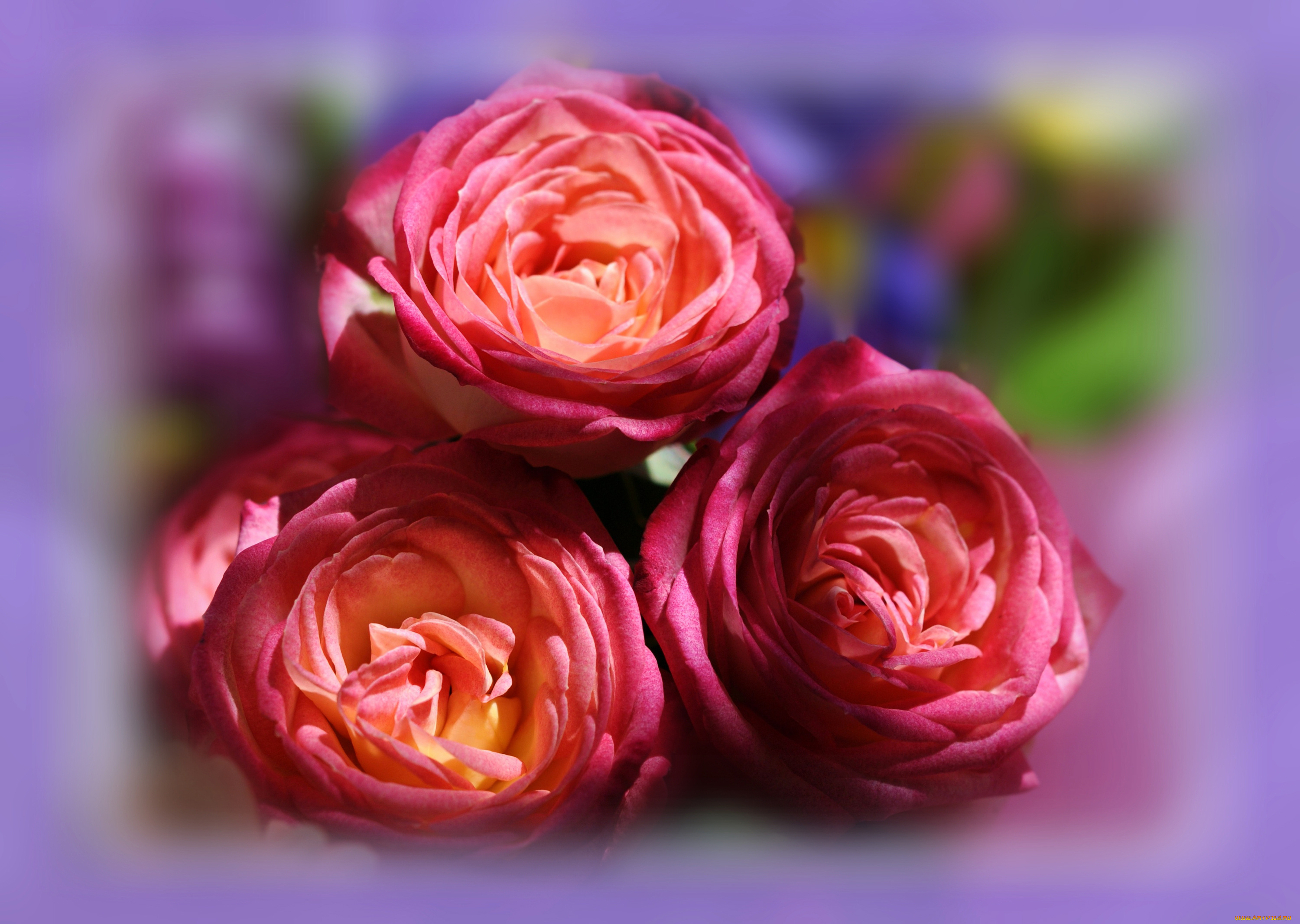 цветы, розы, розовые