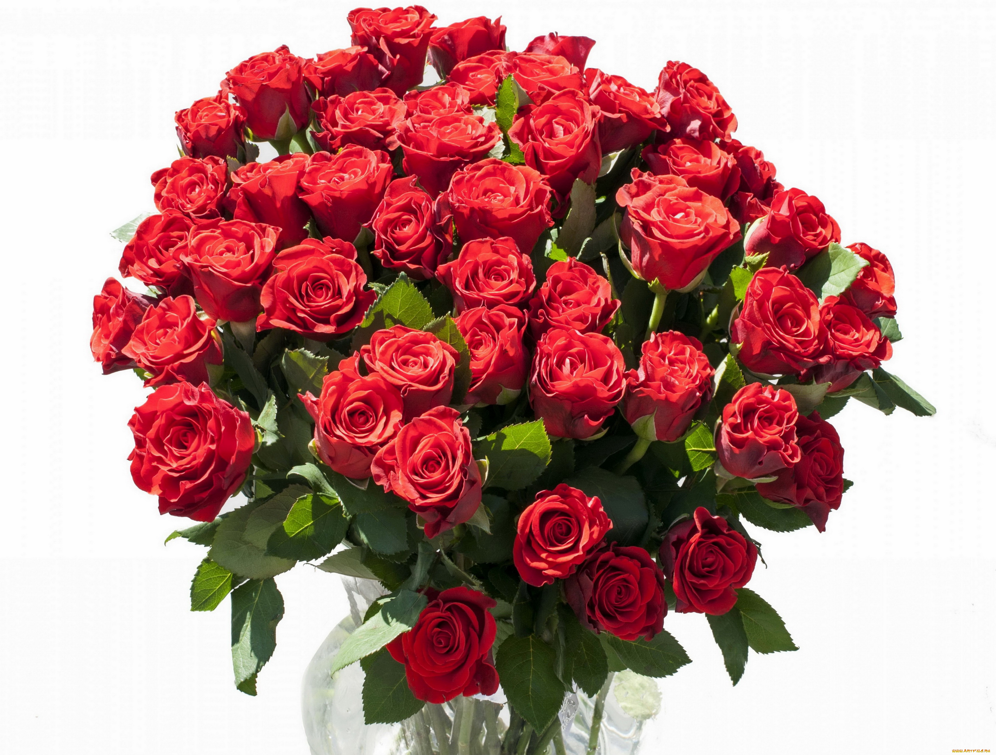 цветы, розы, букет, красный