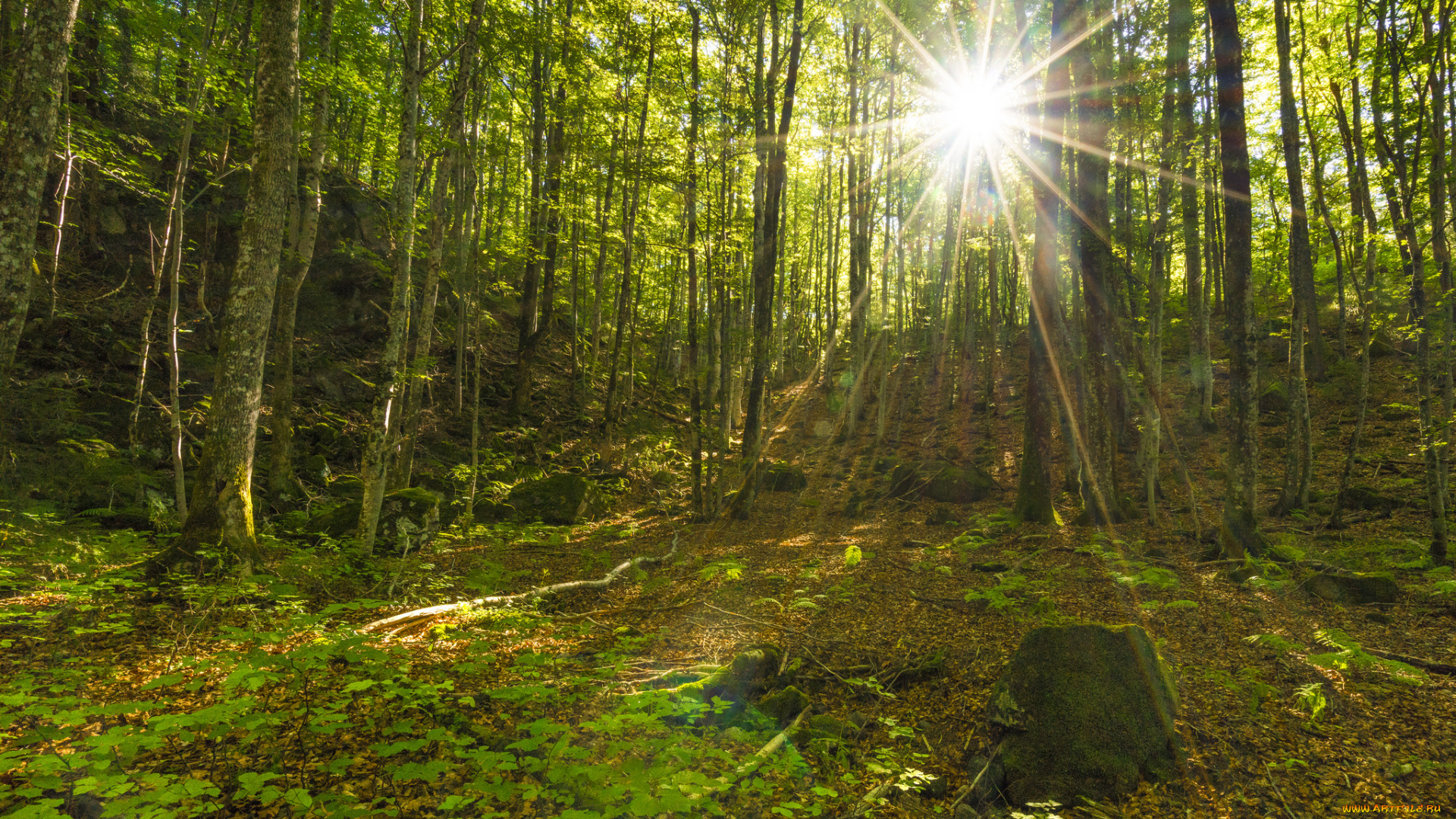 природа, лес, деревья