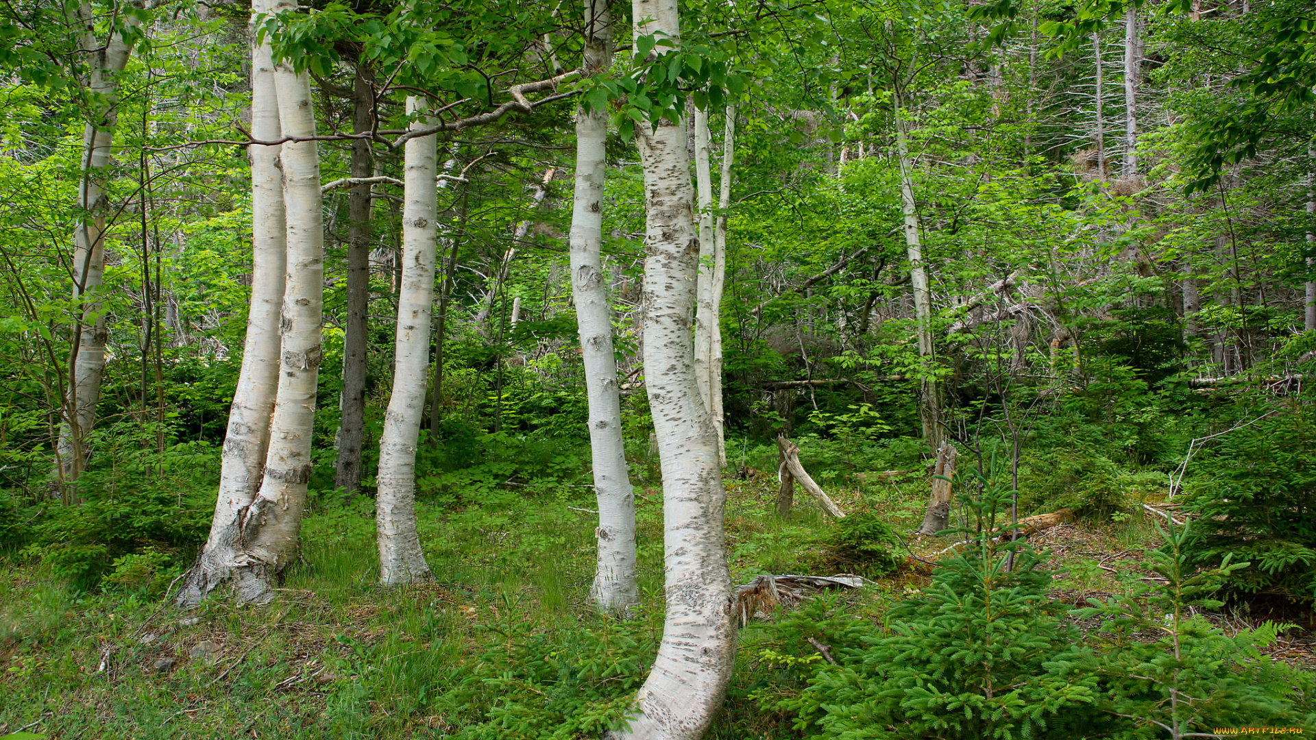 природа, лес, деревья