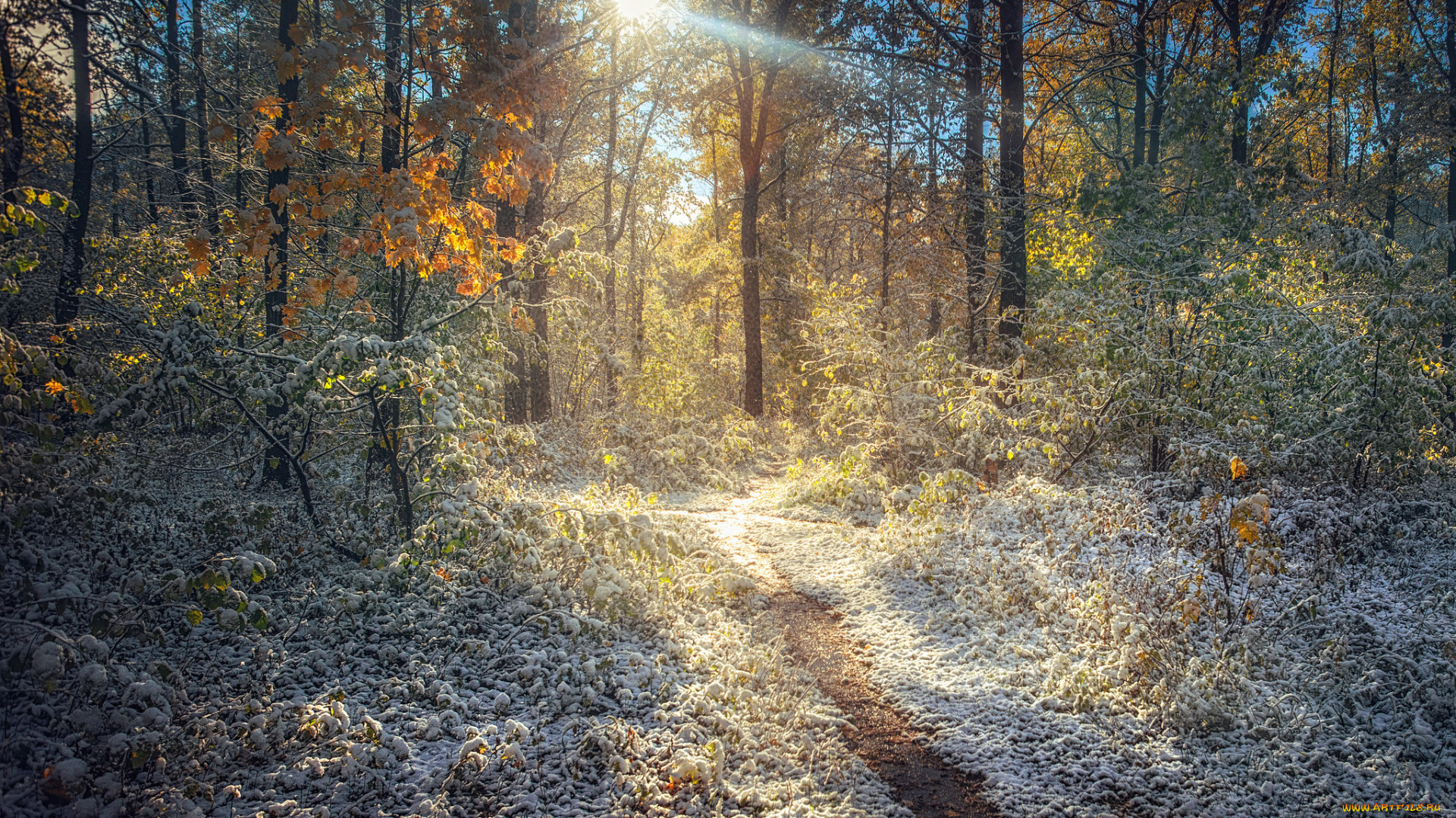 природа, лес, деревья