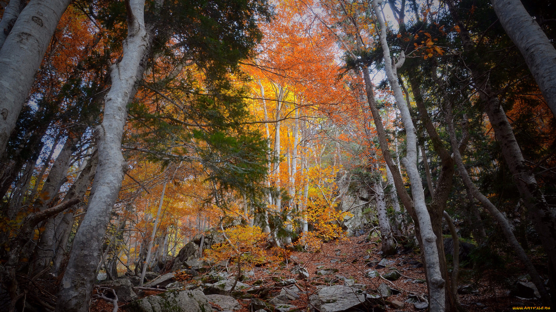 природа, лес, деревья