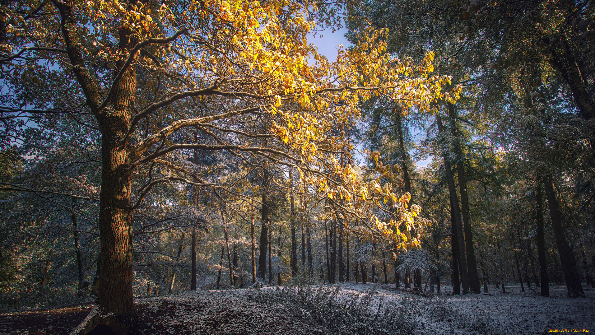 природа, лес, деревья