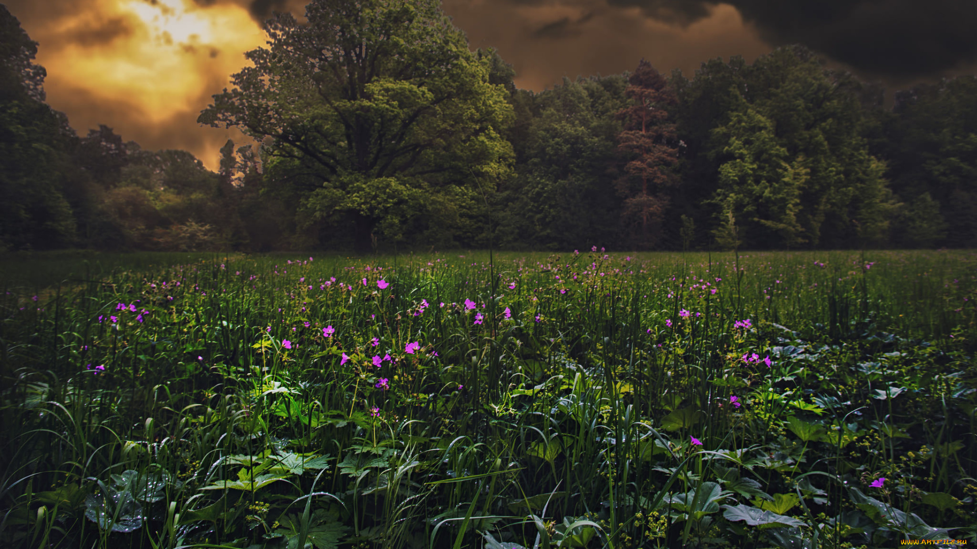 природа, лес, деревья