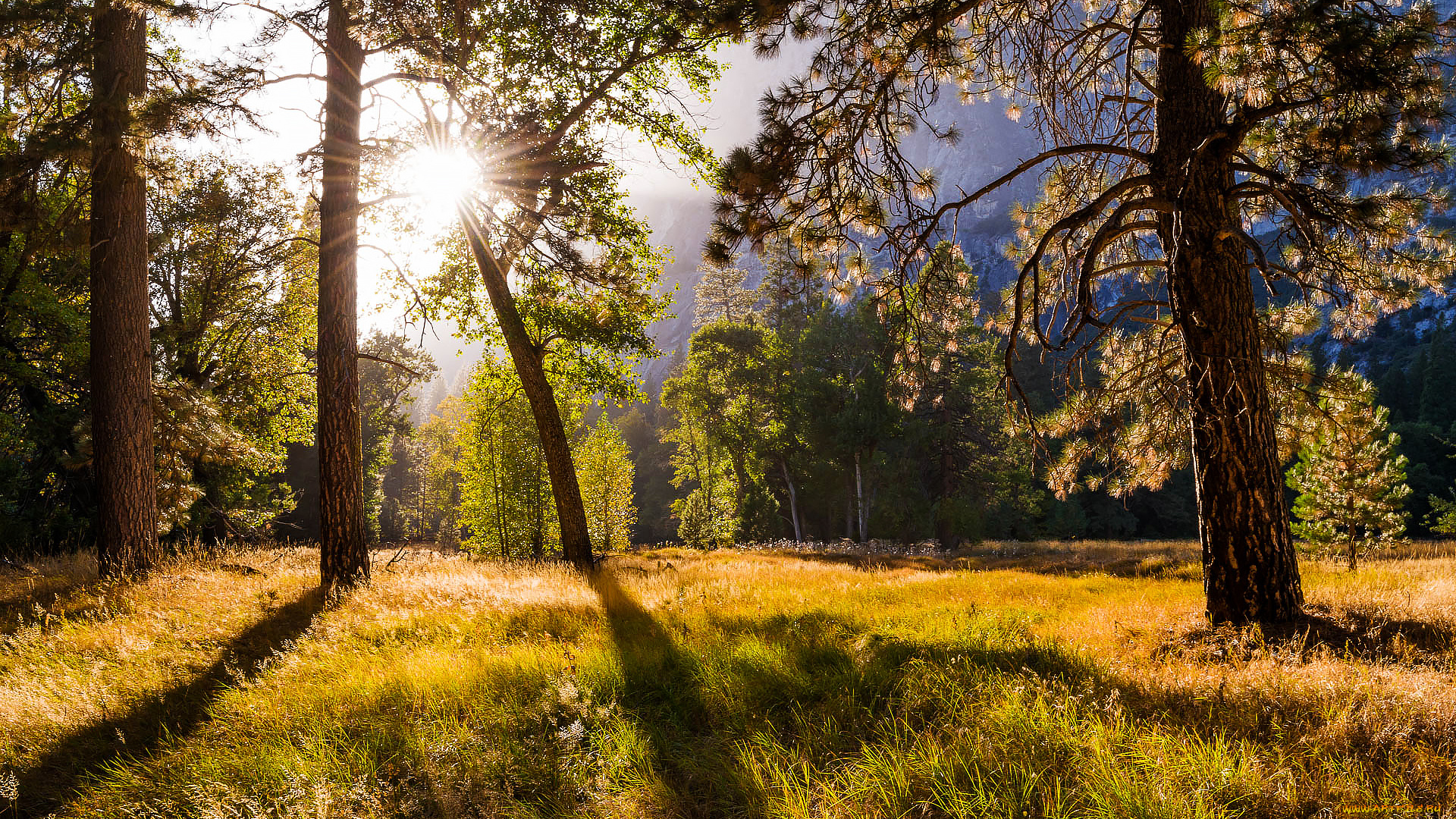природа, лес, деревья