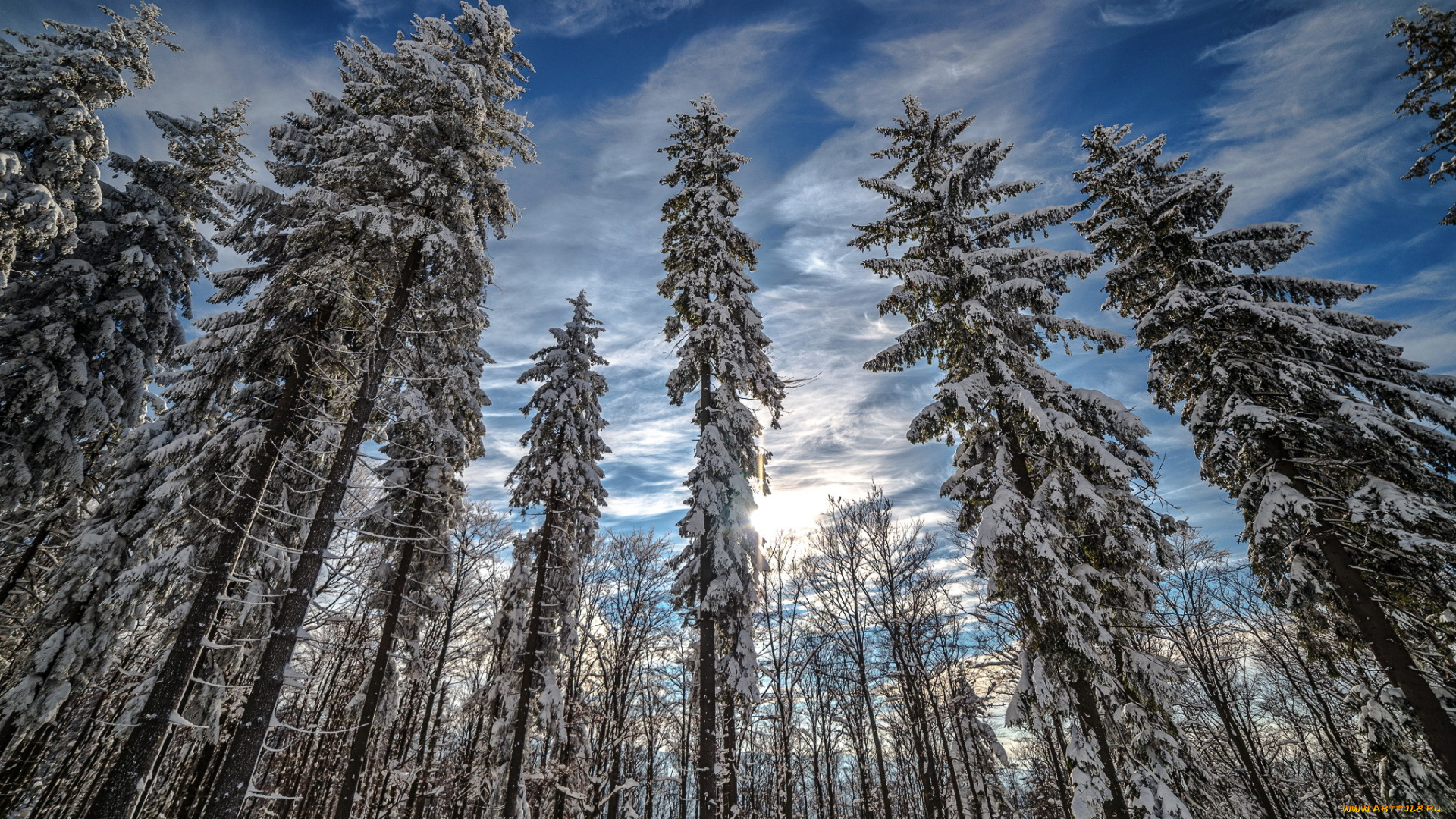 природа, лес, снег