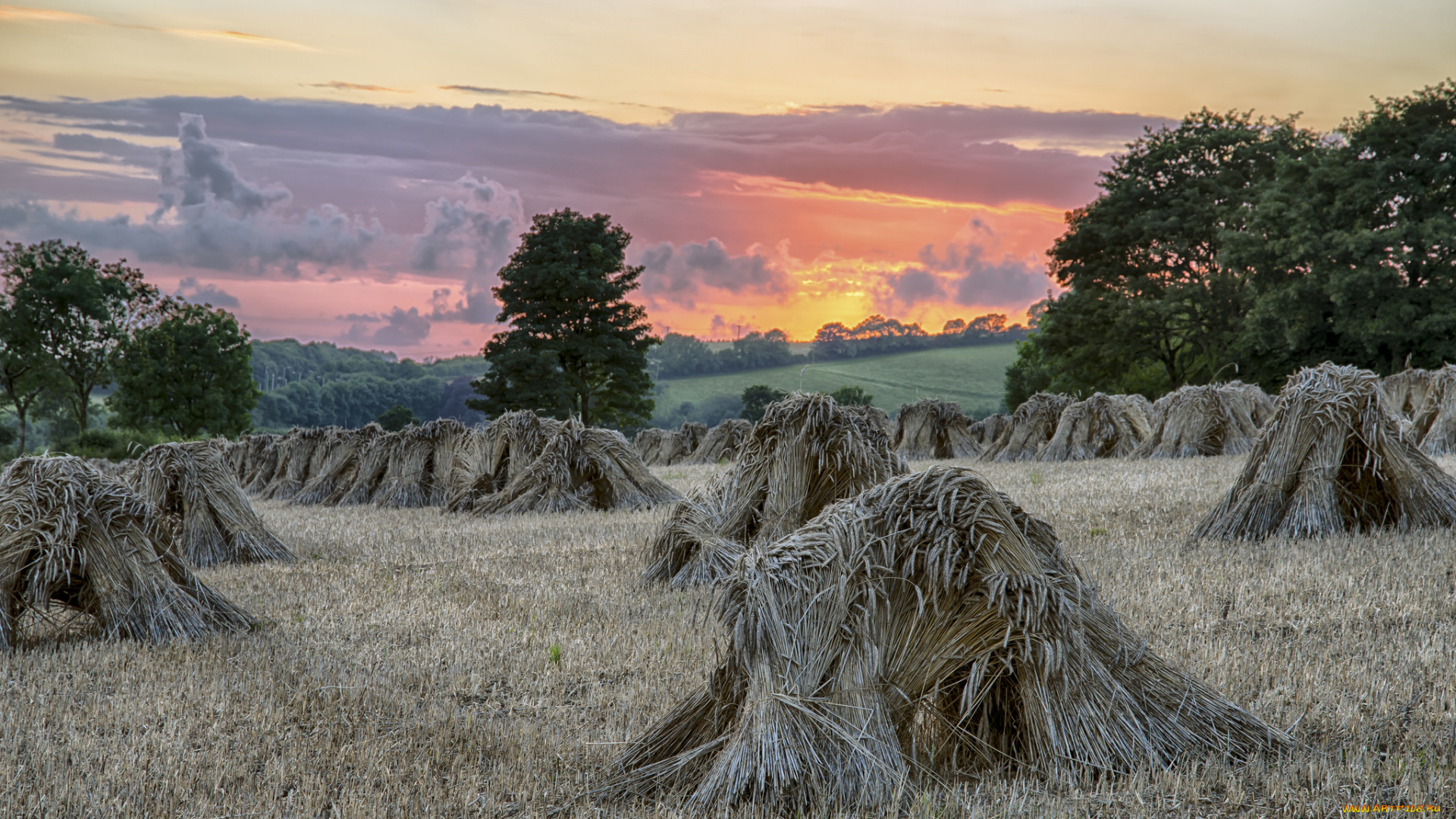 природа, поля, простор