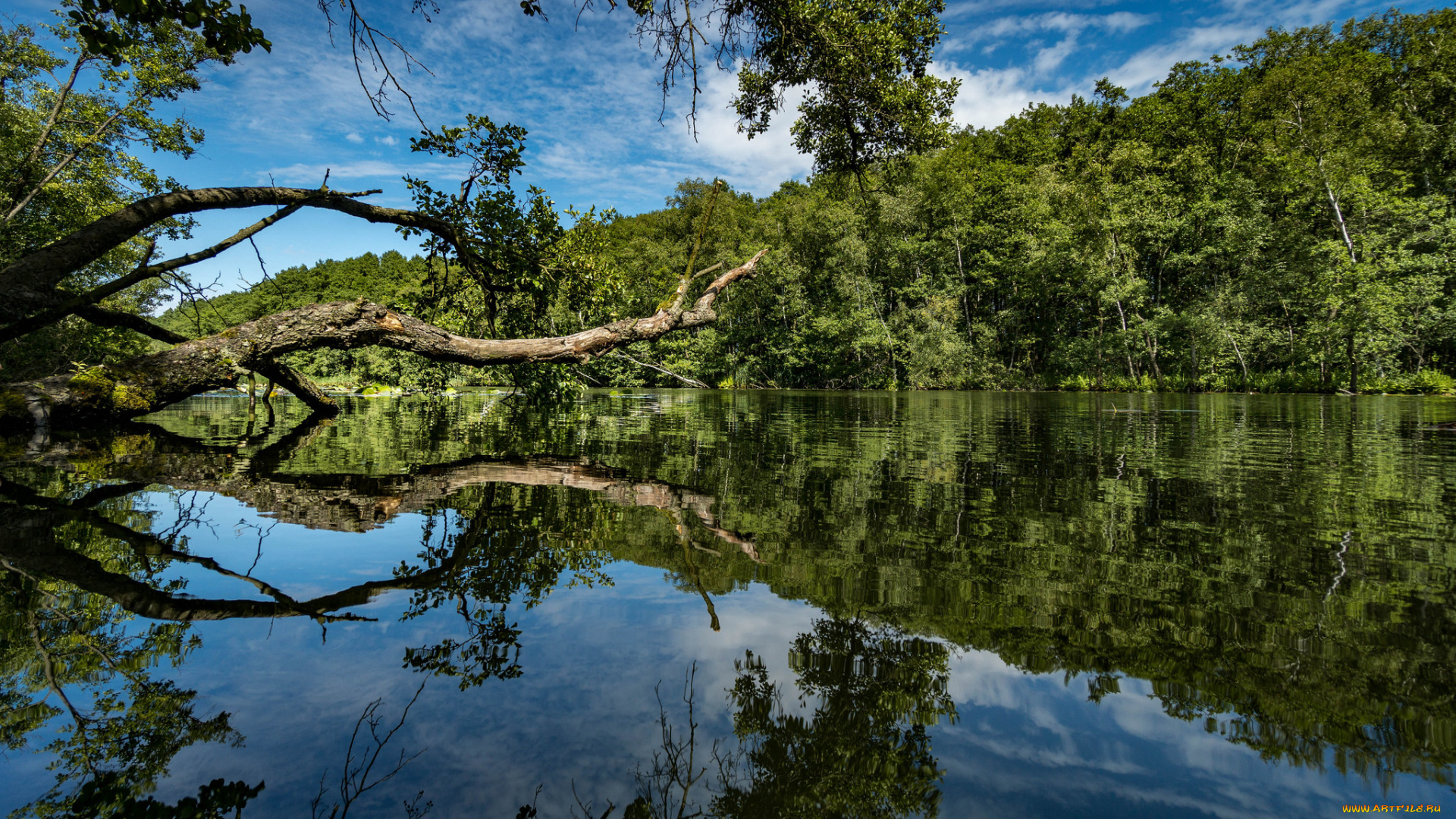 природа, реки, озера, лес, река