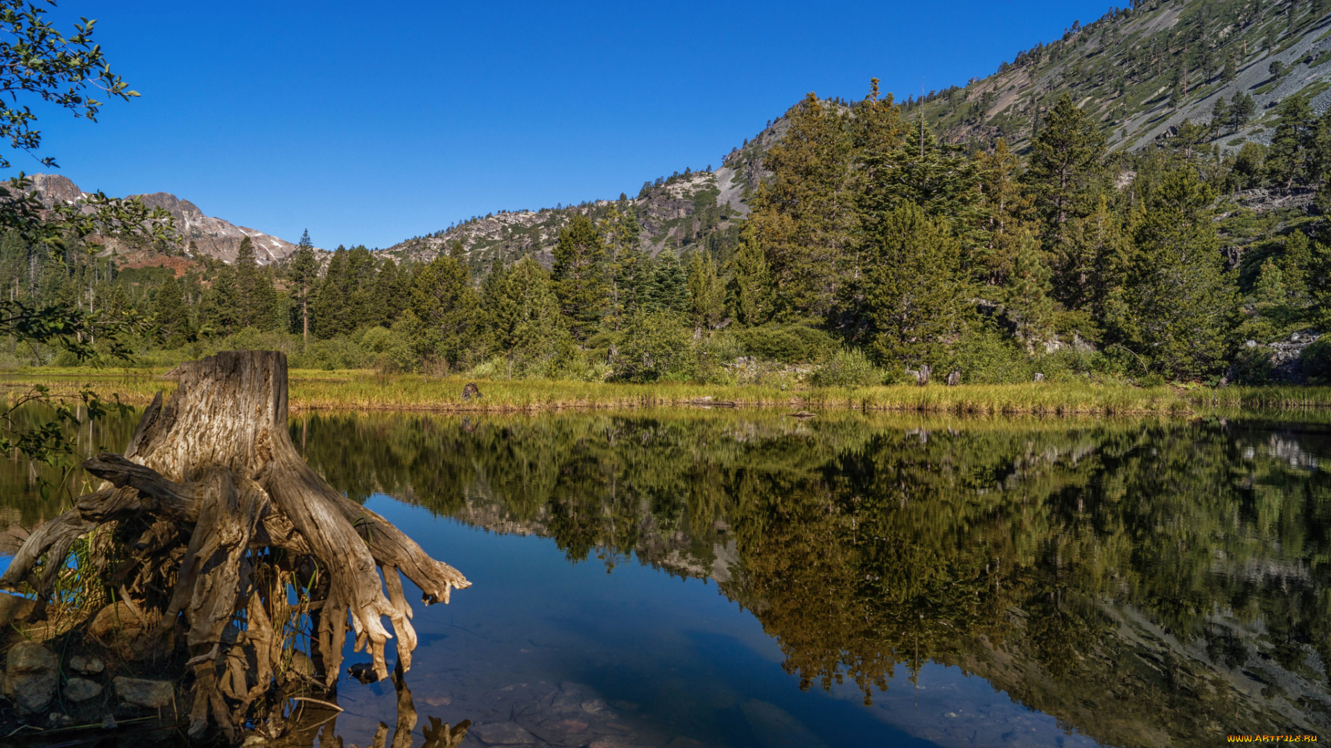 природа, реки, озера, лес, река