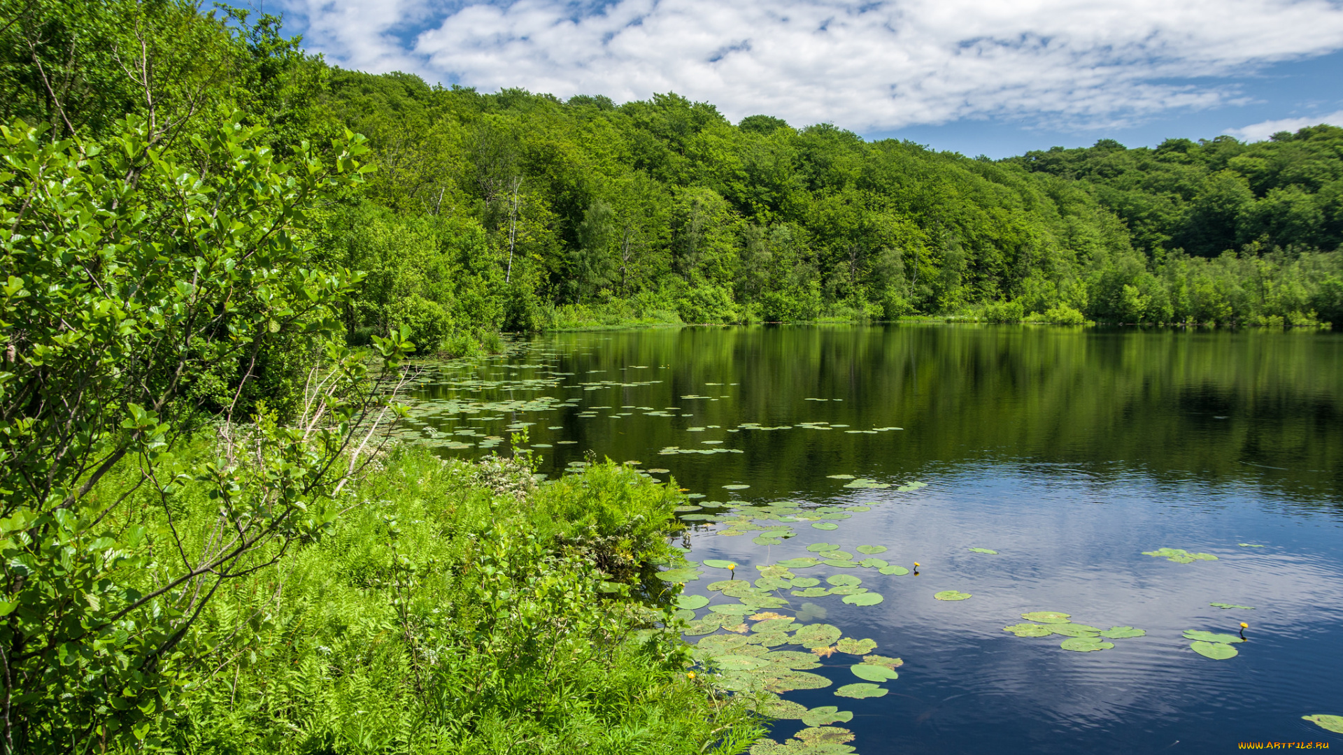 природа, реки, озера, река, лес