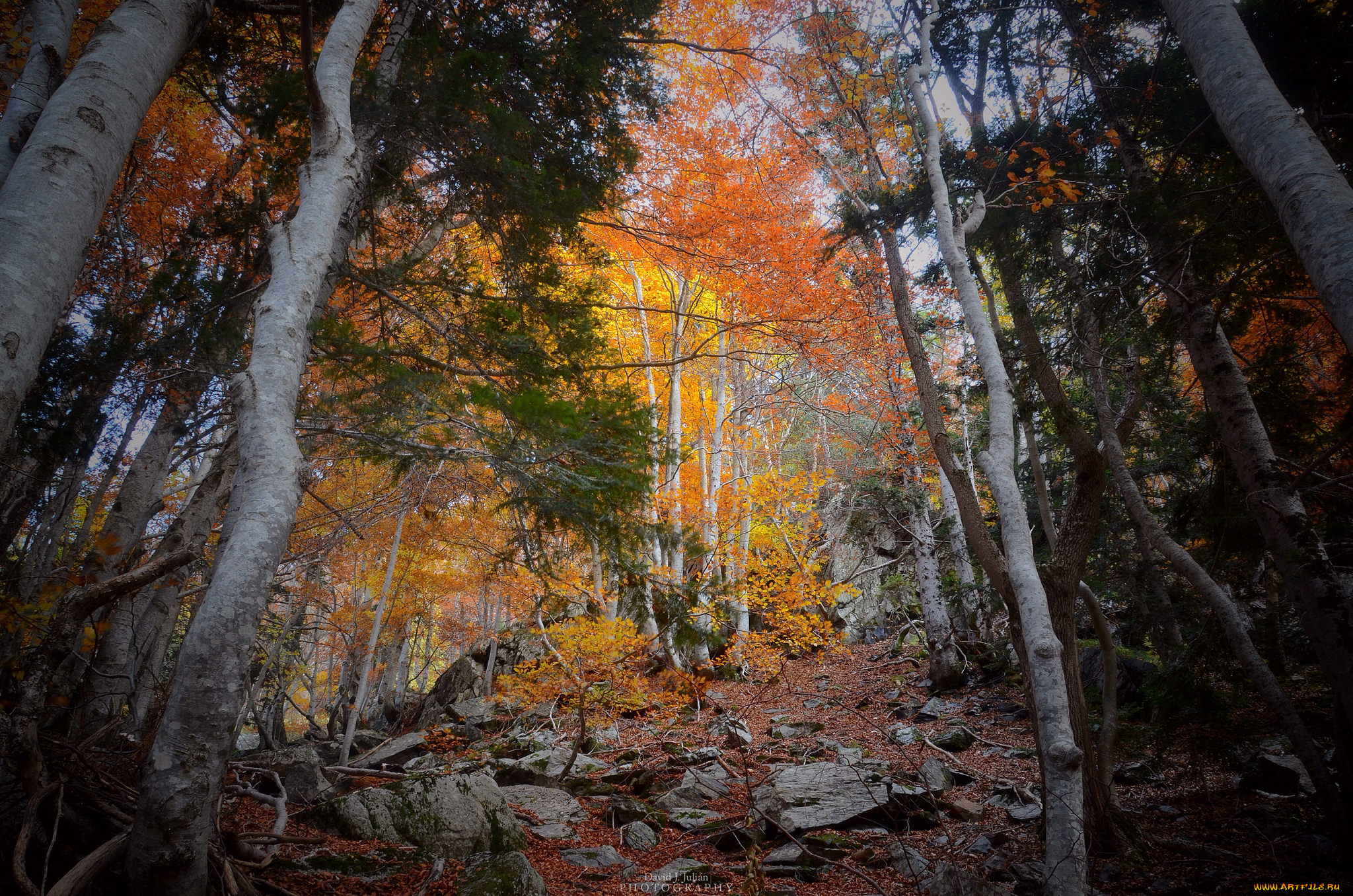 природа, лес, деревья