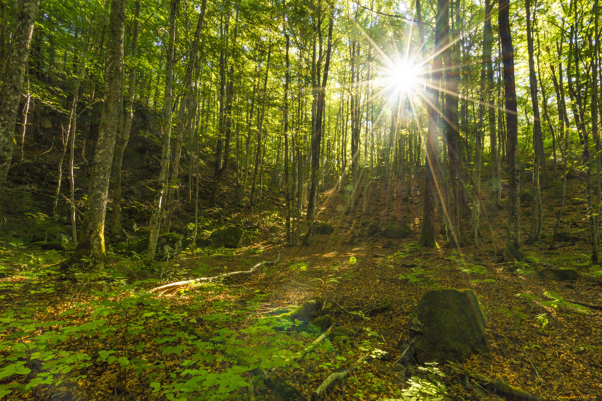 природа, лес, деревья