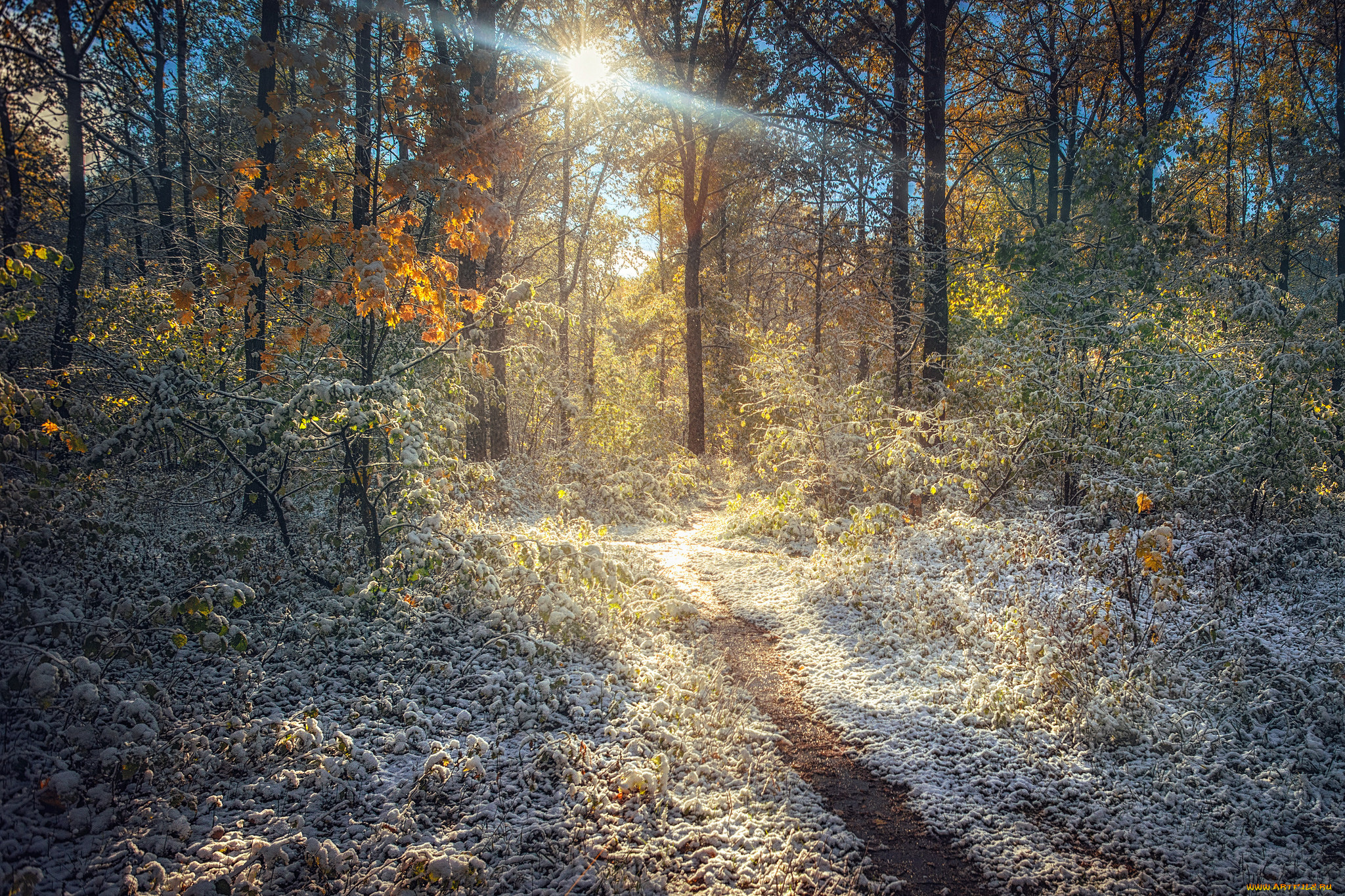 природа, лес, деревья