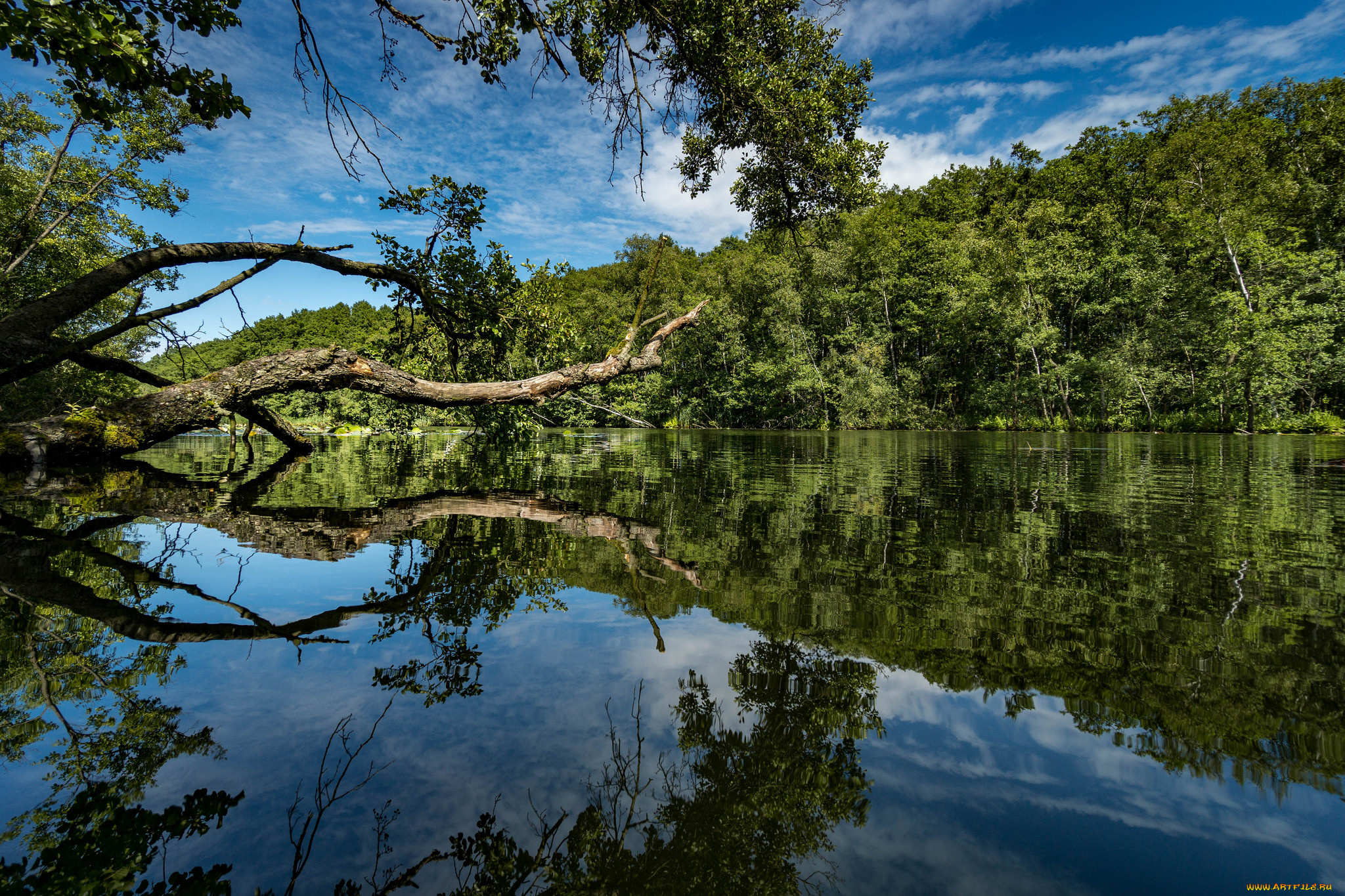 природа, реки, озера, лес, река