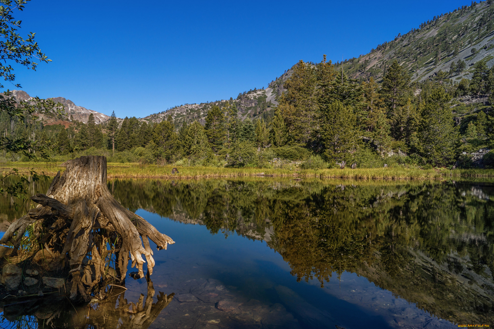природа, реки, озера, лес, река
