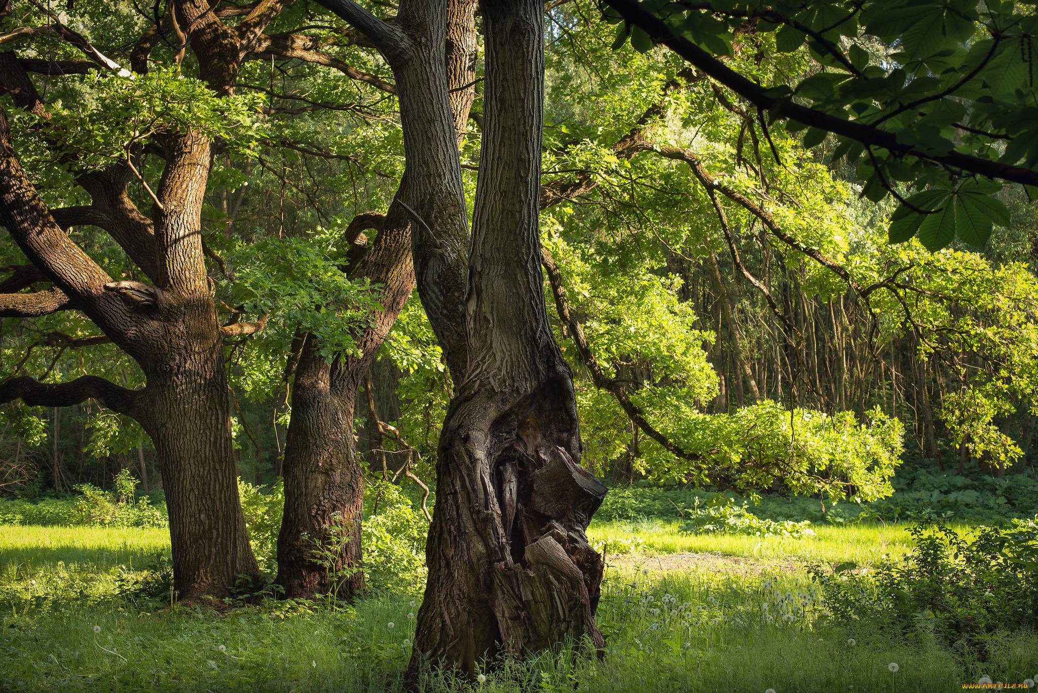 природа, лес, деревья