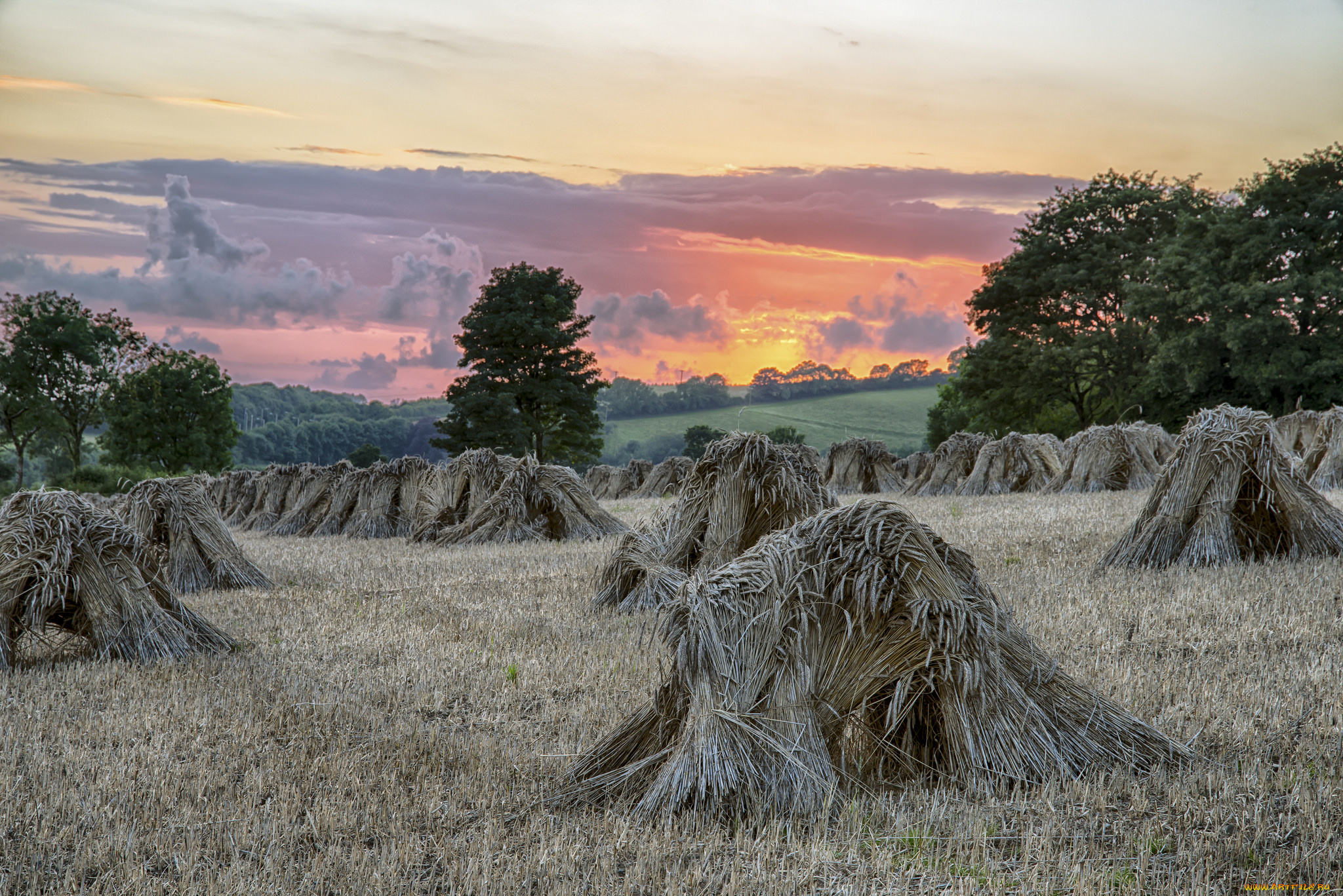 природа, поля, простор