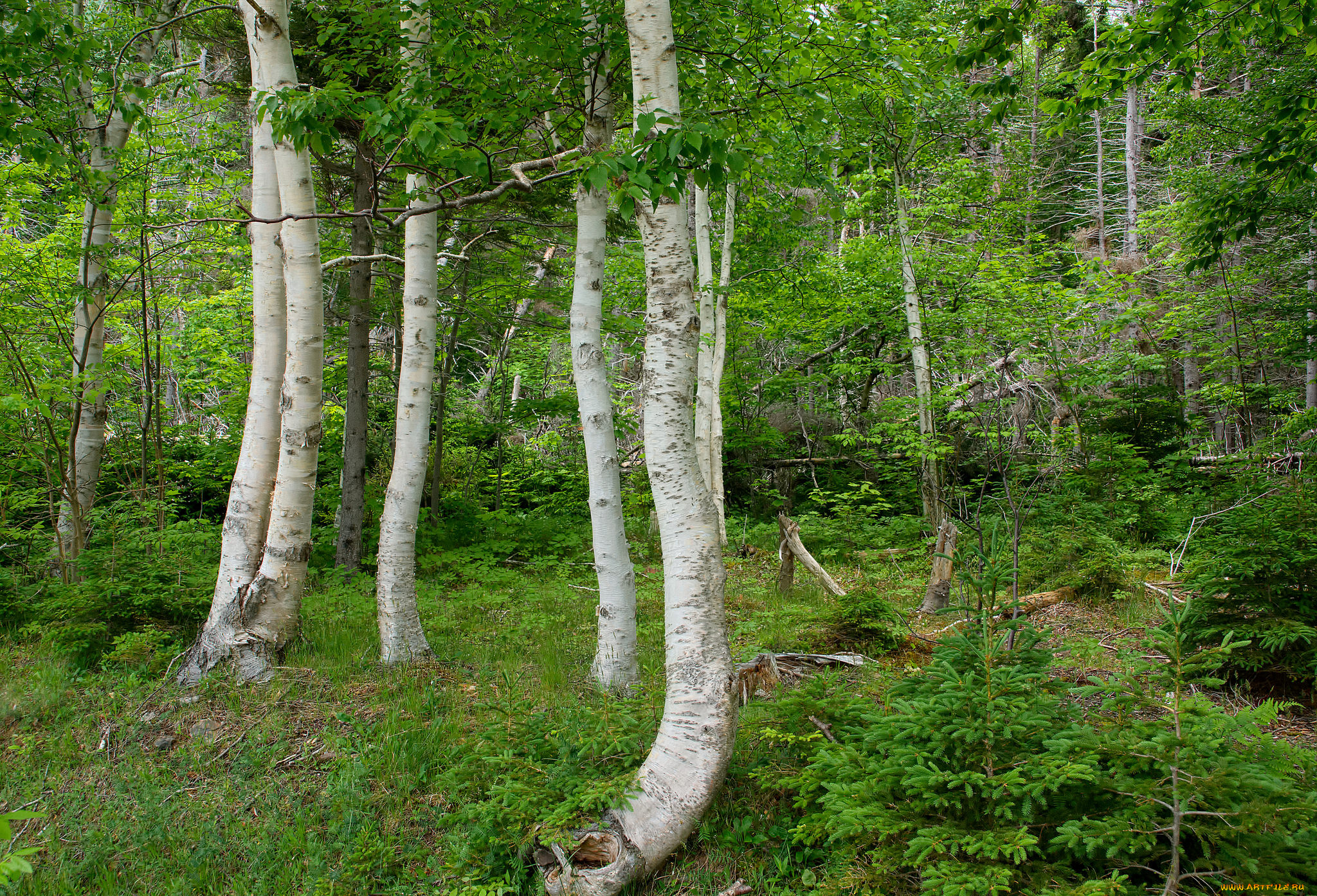 природа, лес, деревья