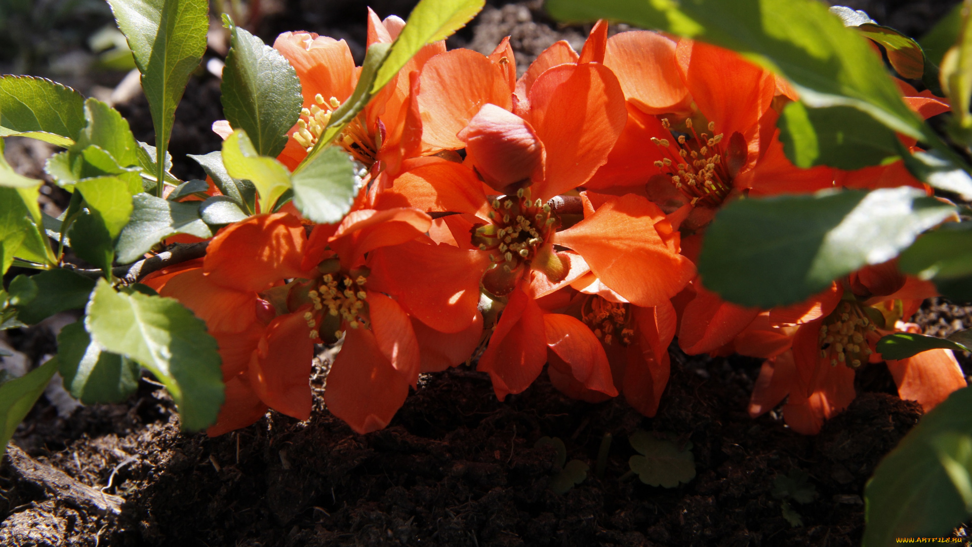 цветы, айва, дача, весна, природа, цветущие, кустарники, сад, декоративно-цветущие, май, японская