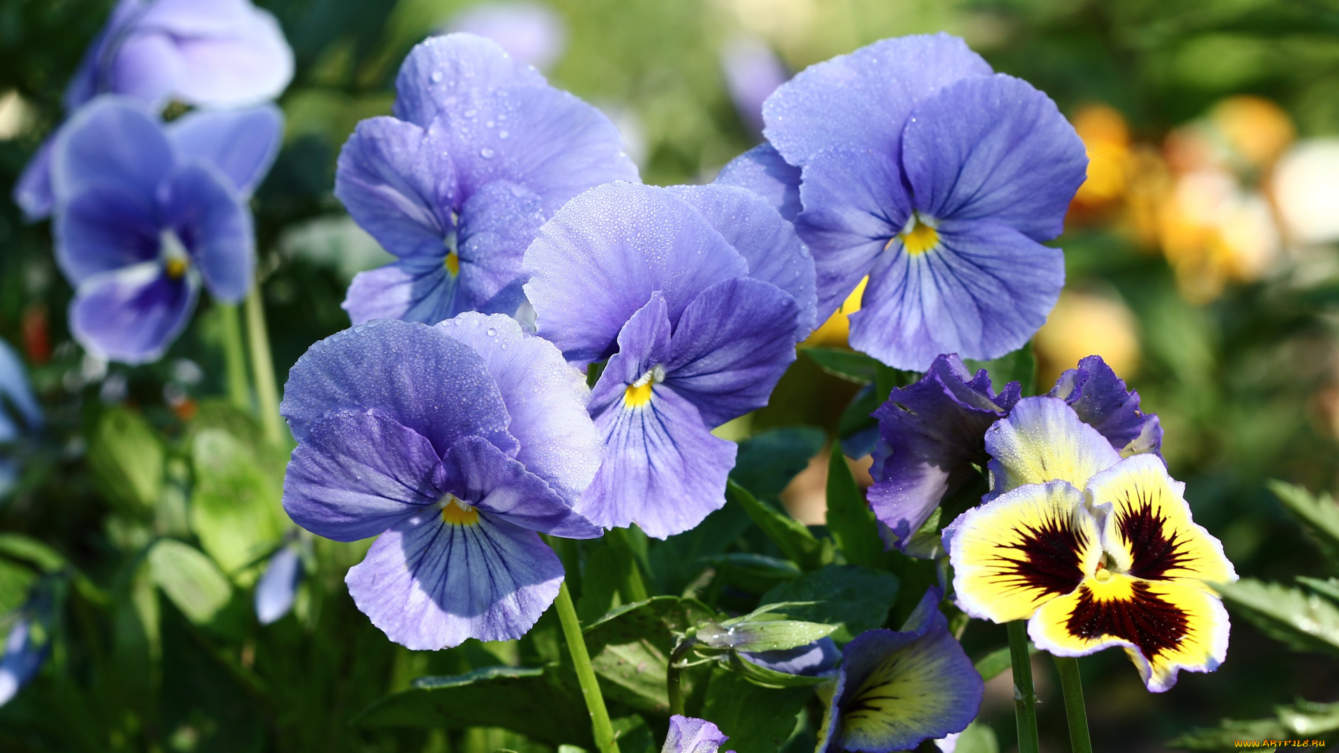 цветы, анютины, глазки, , садовые, фиалки, анютины, глазки, виола, дача, июнь, лето, нфд, роса, сад, утро