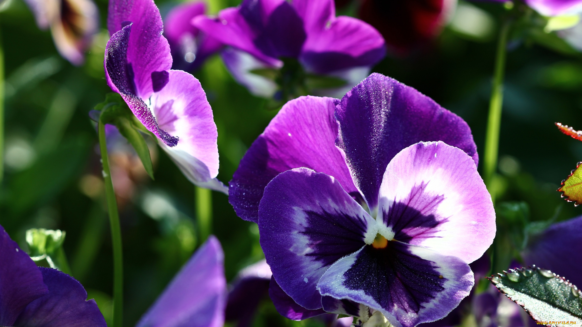 цветы, анютины, глазки, , садовые, фиалки, анютины, глазки, виола, дача, июнь, лето, макро, роса, сад, утро