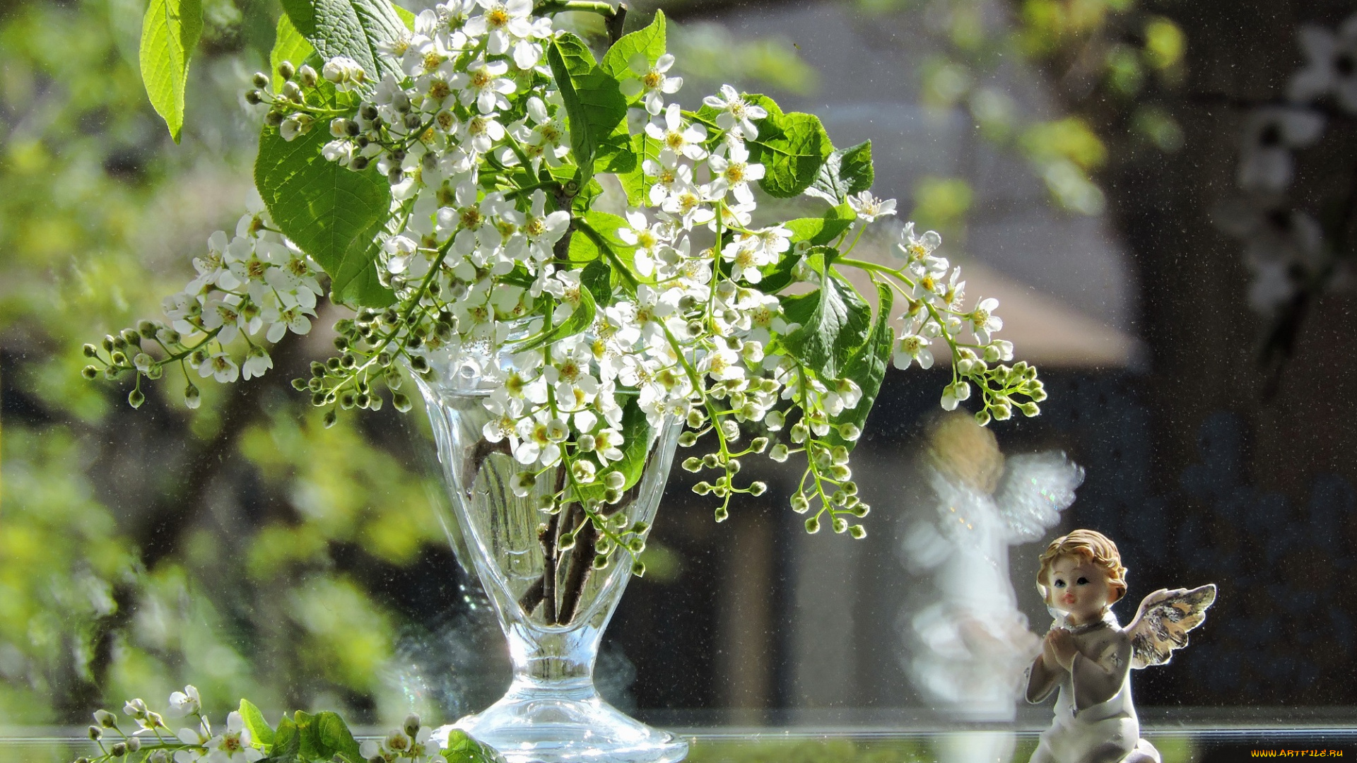 цветы, Черемуха, красота, весна, черемуха, фото, свет, натюрморт, ангел