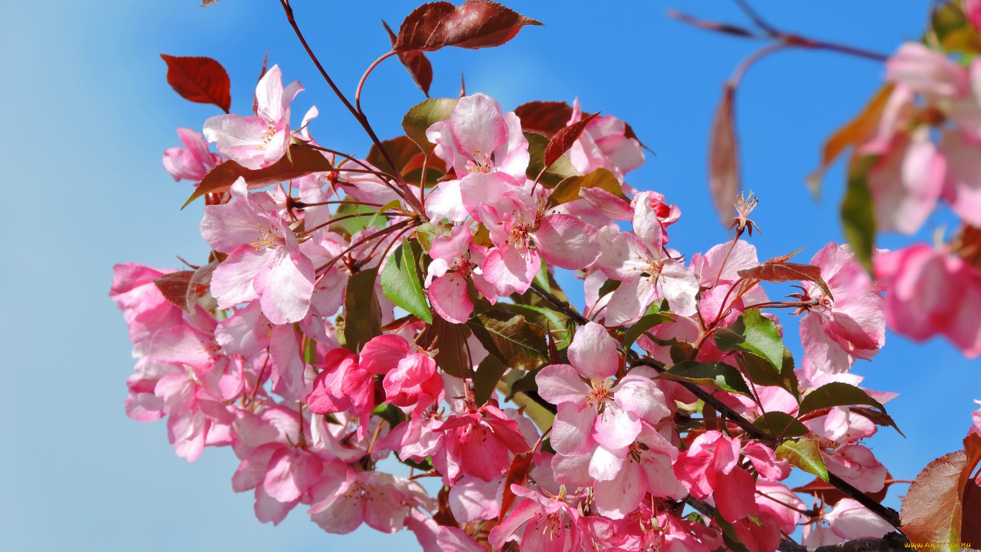 цветы, цветущие, деревья, , , кустарники, весна, май, красота, коломенский, парк, сад, цветение, яблоня, фото