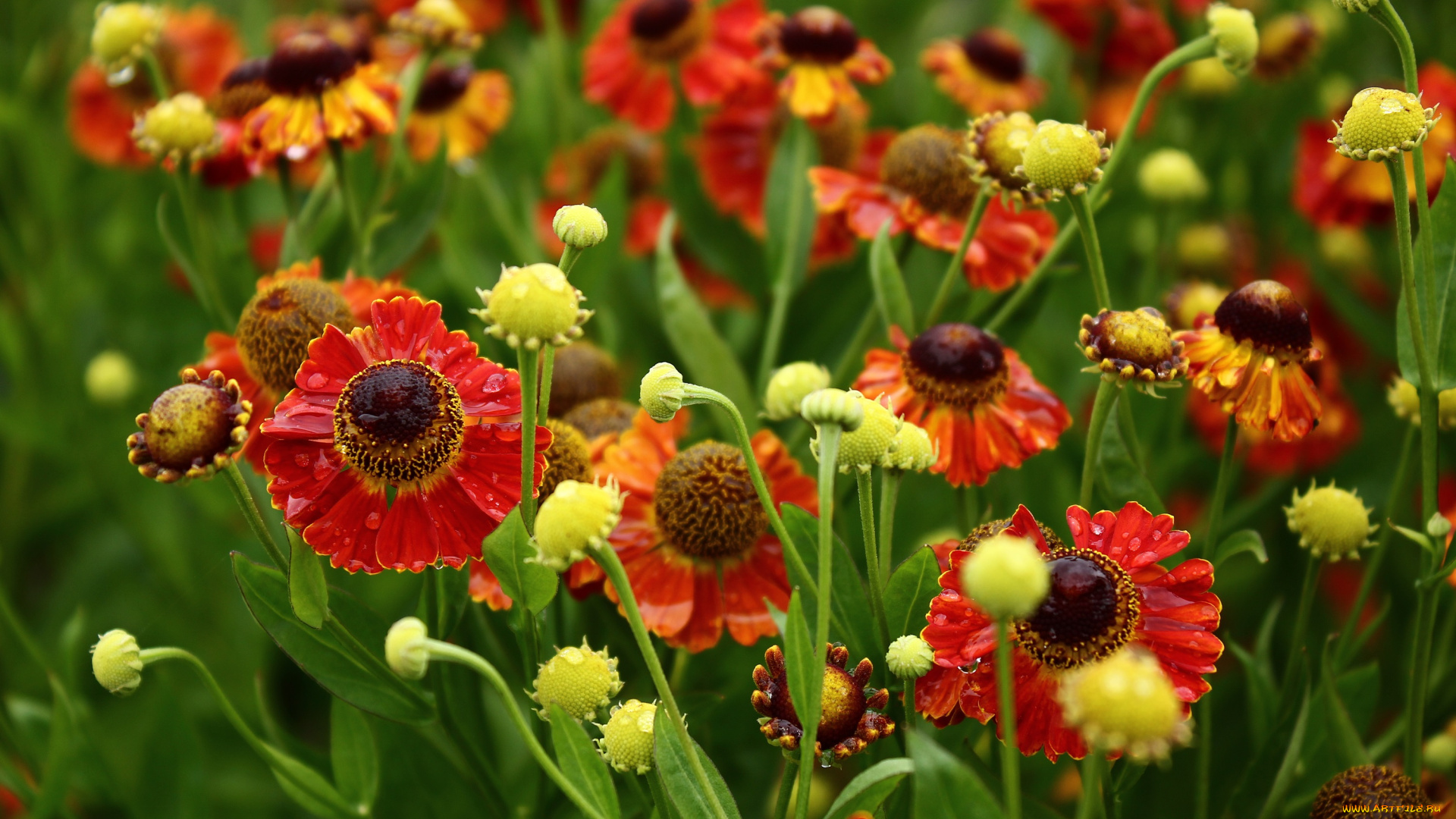 цветы, гелениум, август, дача, дождь, лето, сад