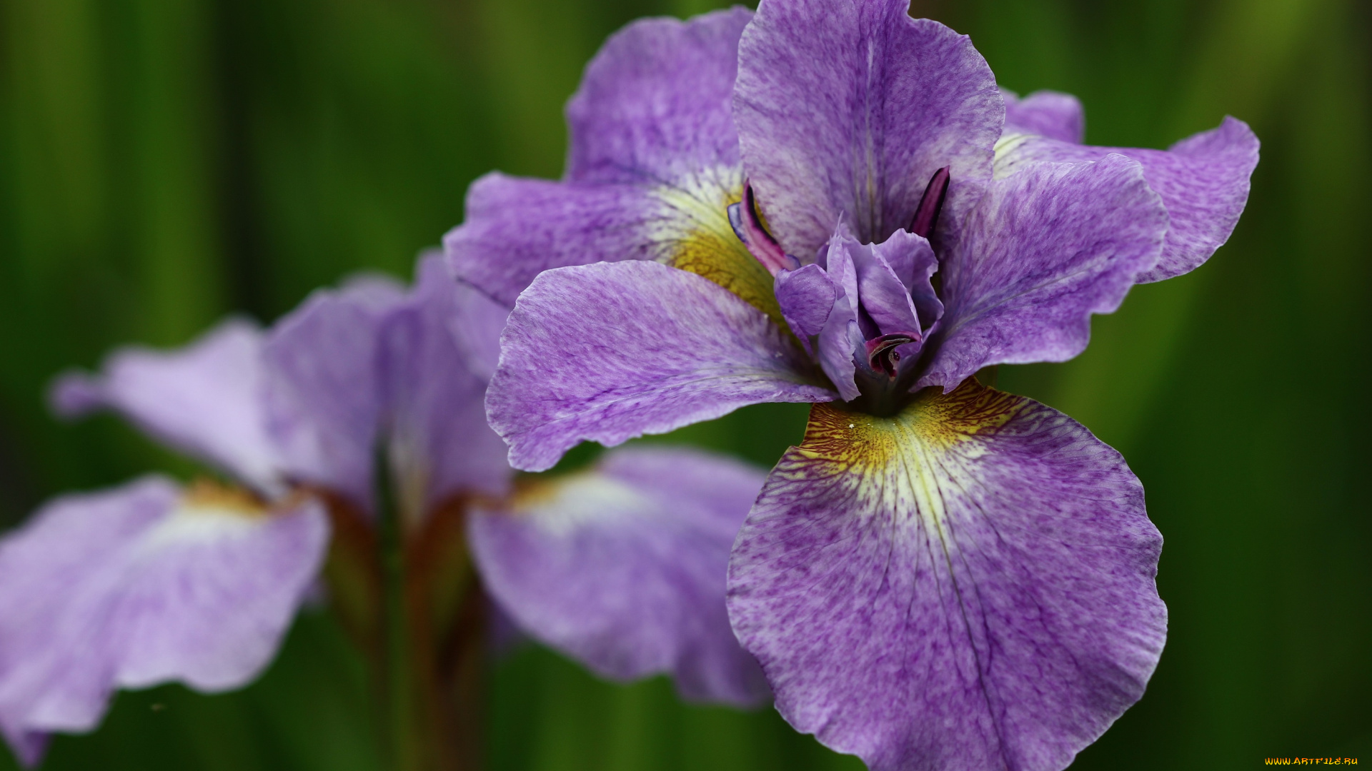 цветы, ирисы, дача, сибирские, июнь, лето, сад