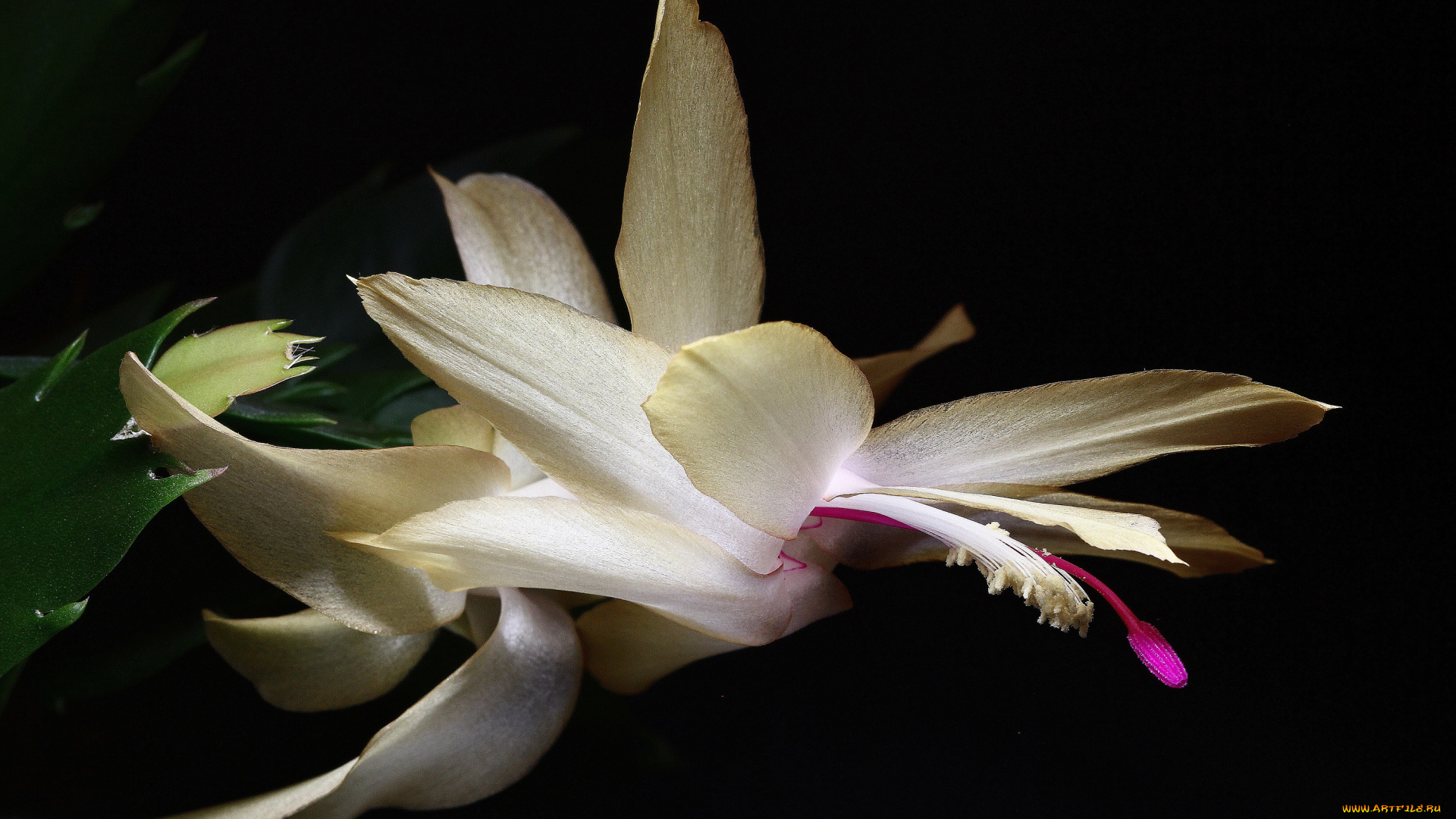 цветы, кактусы, декабристы, зигокактусы, зима, комнатные, красота