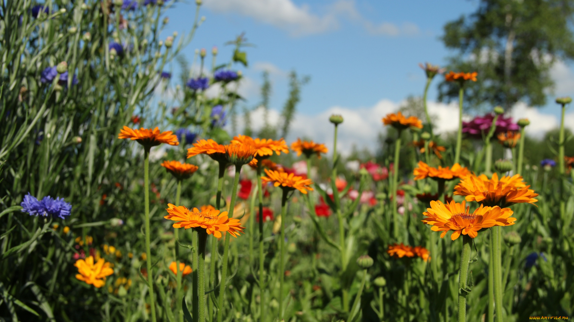 цветы, календула, июль, васильки, лето, природа, дача