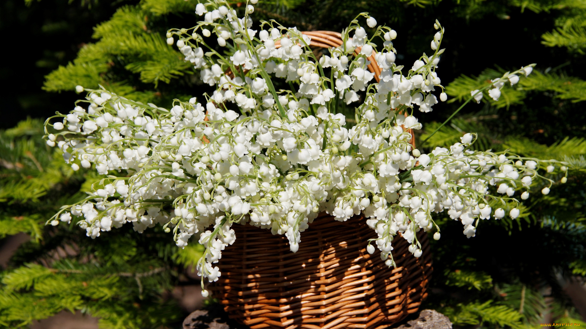 цветы, ландыши, цветение, нфд, солнце, май, сад, природа, дача, весна